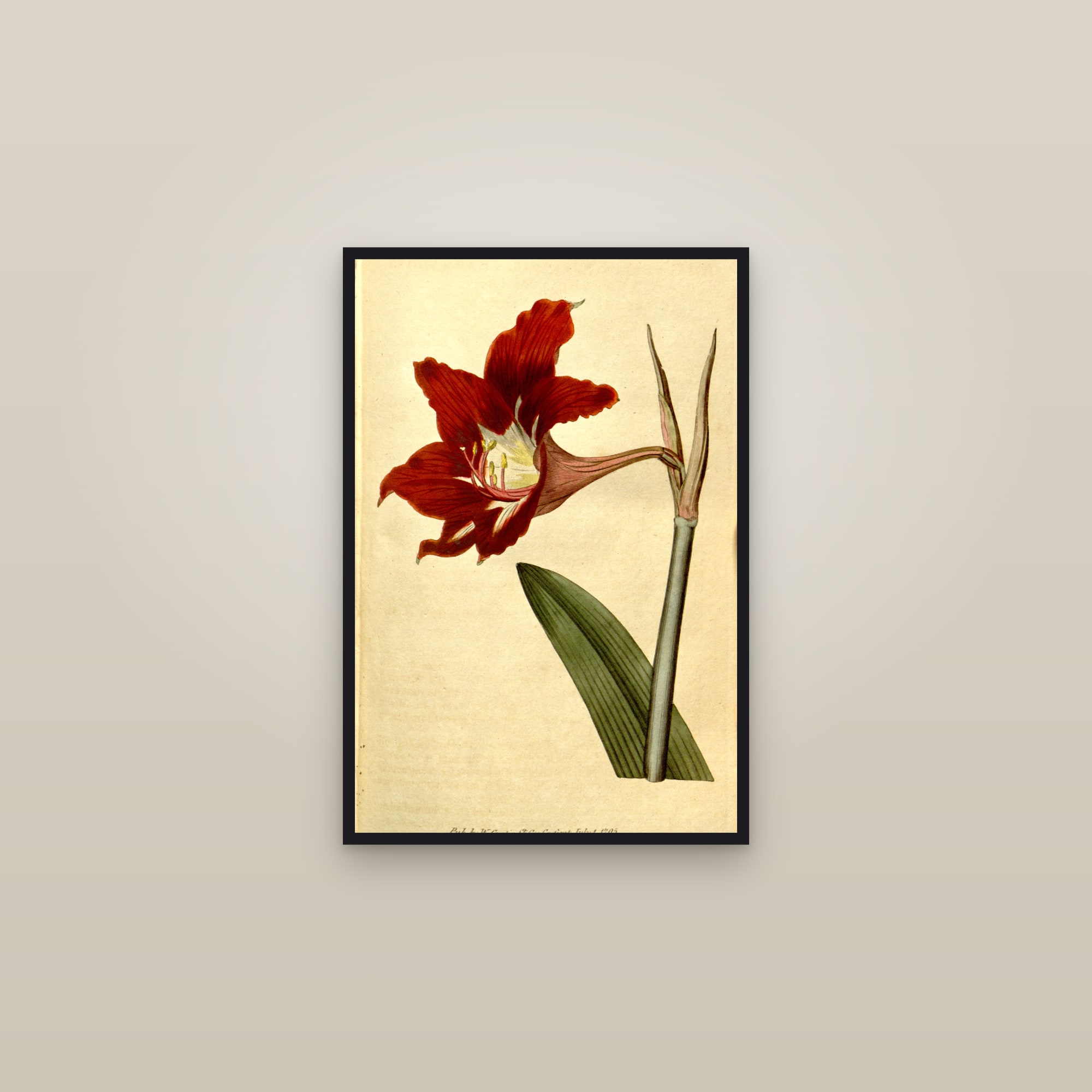 Barbados Lily — framed in a gallery setting