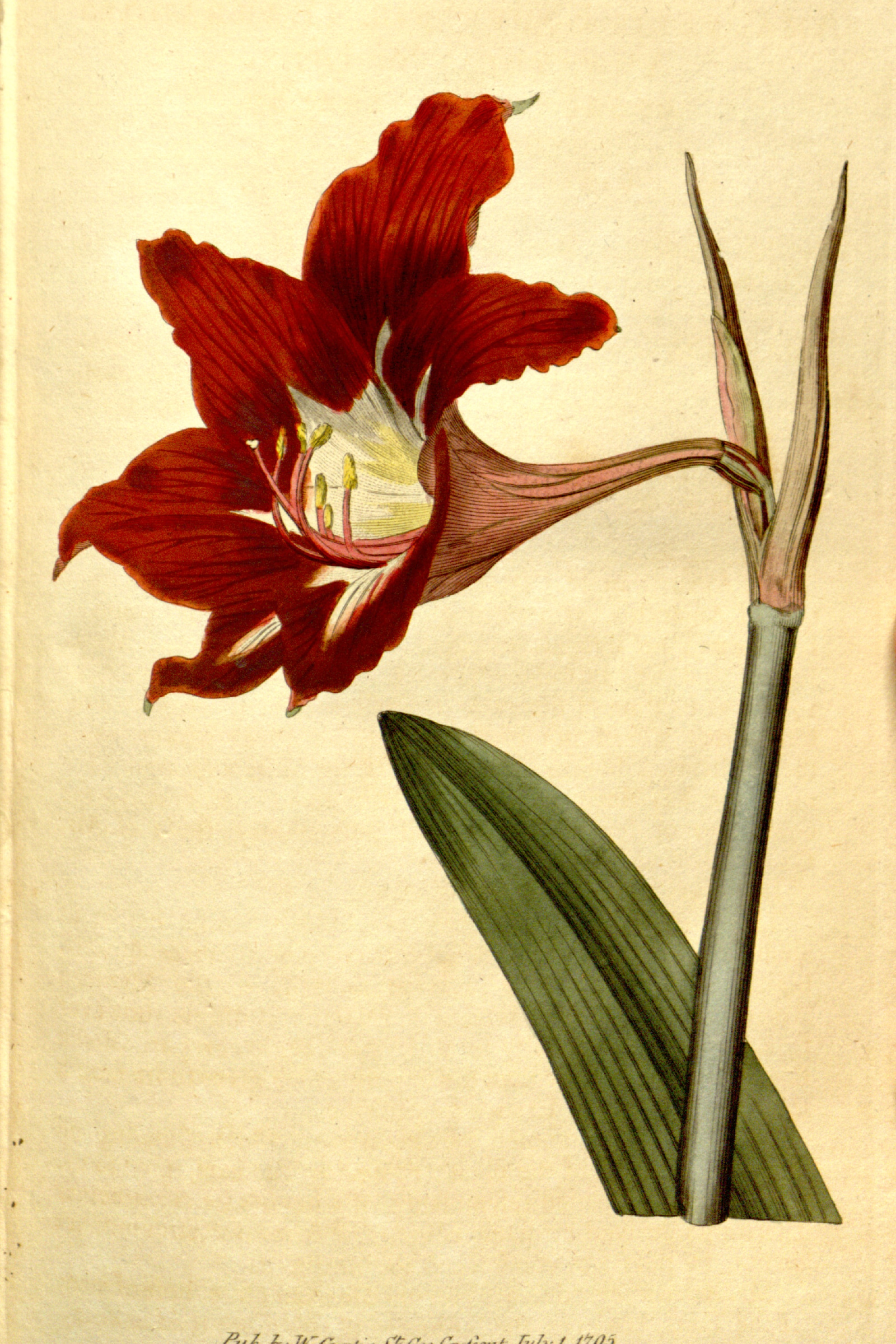 Barbados Lily