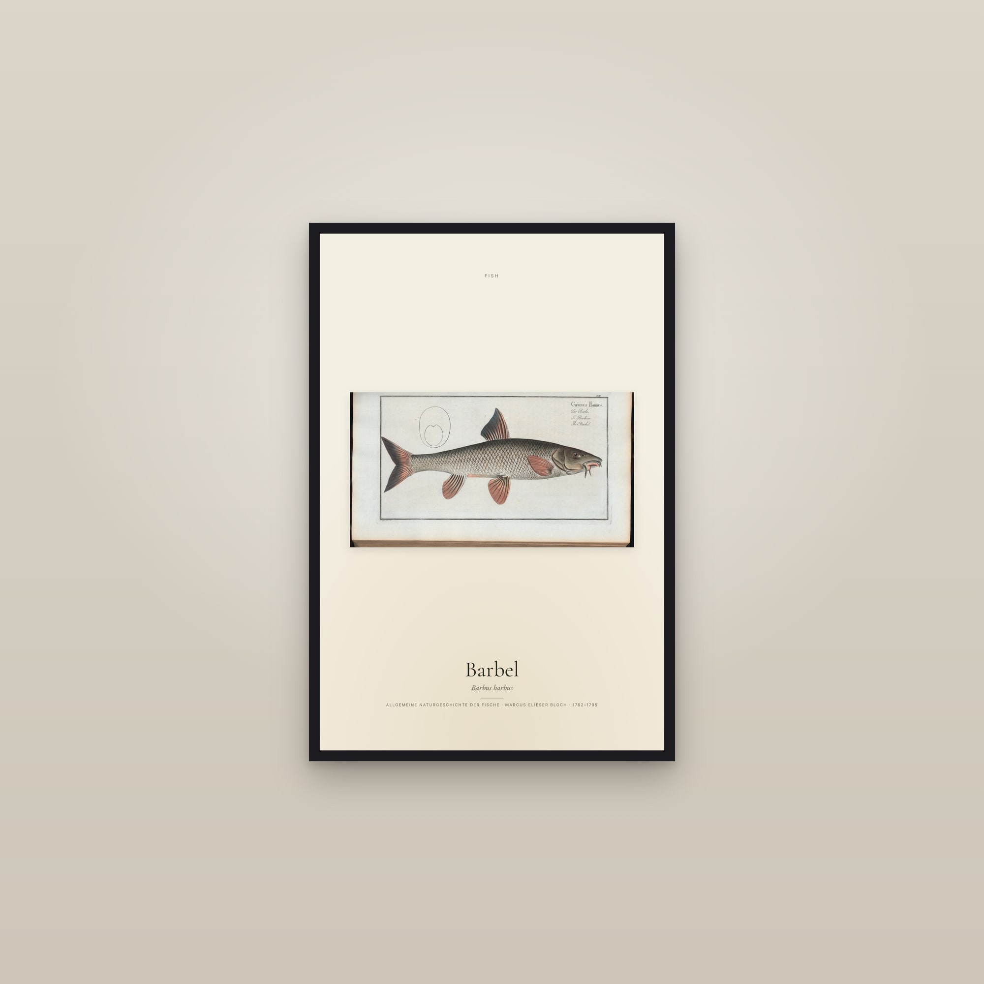 Barbel — framed in a gallery setting