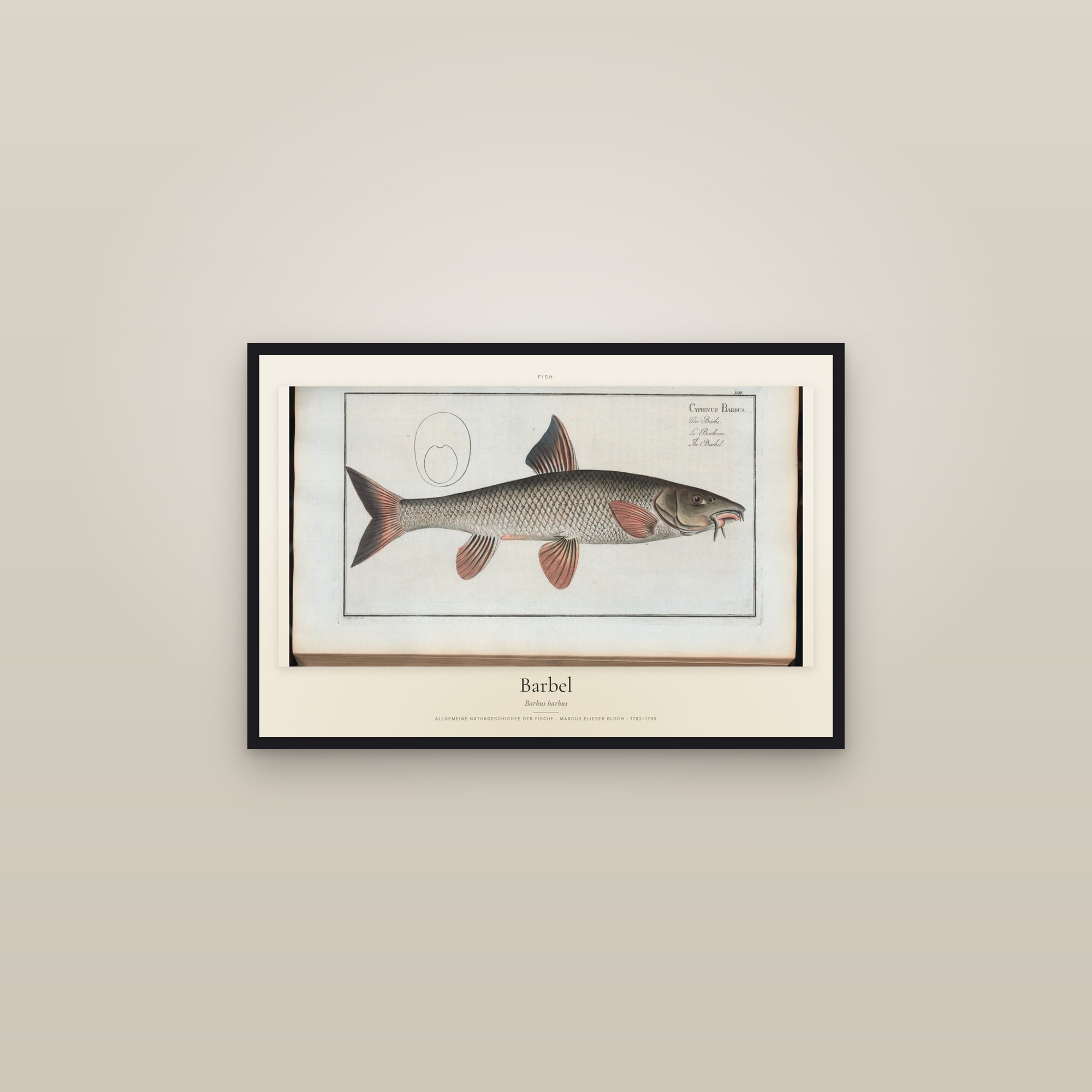 Barbel — framed in a gallery setting
