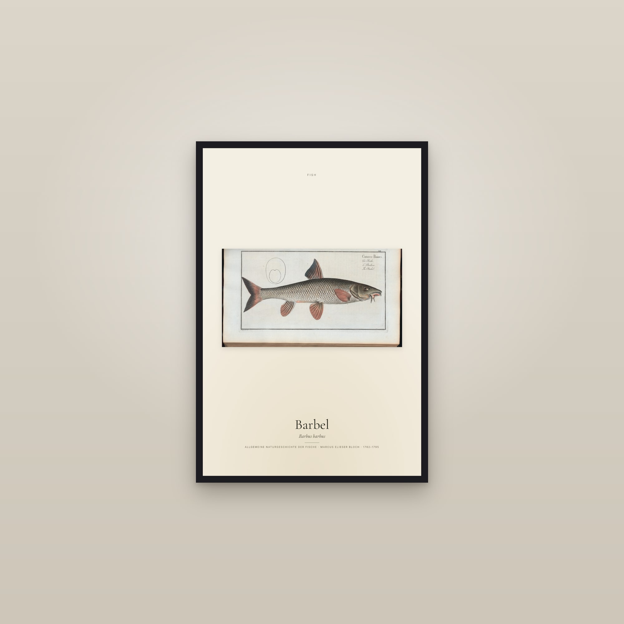 Barbel