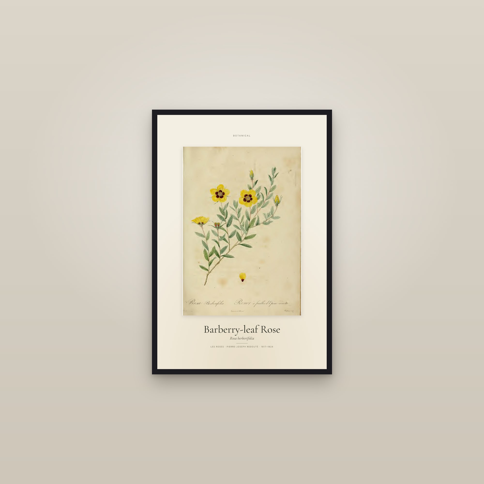Barberry-leaf Rose — Specimen — framed in a gallery setting