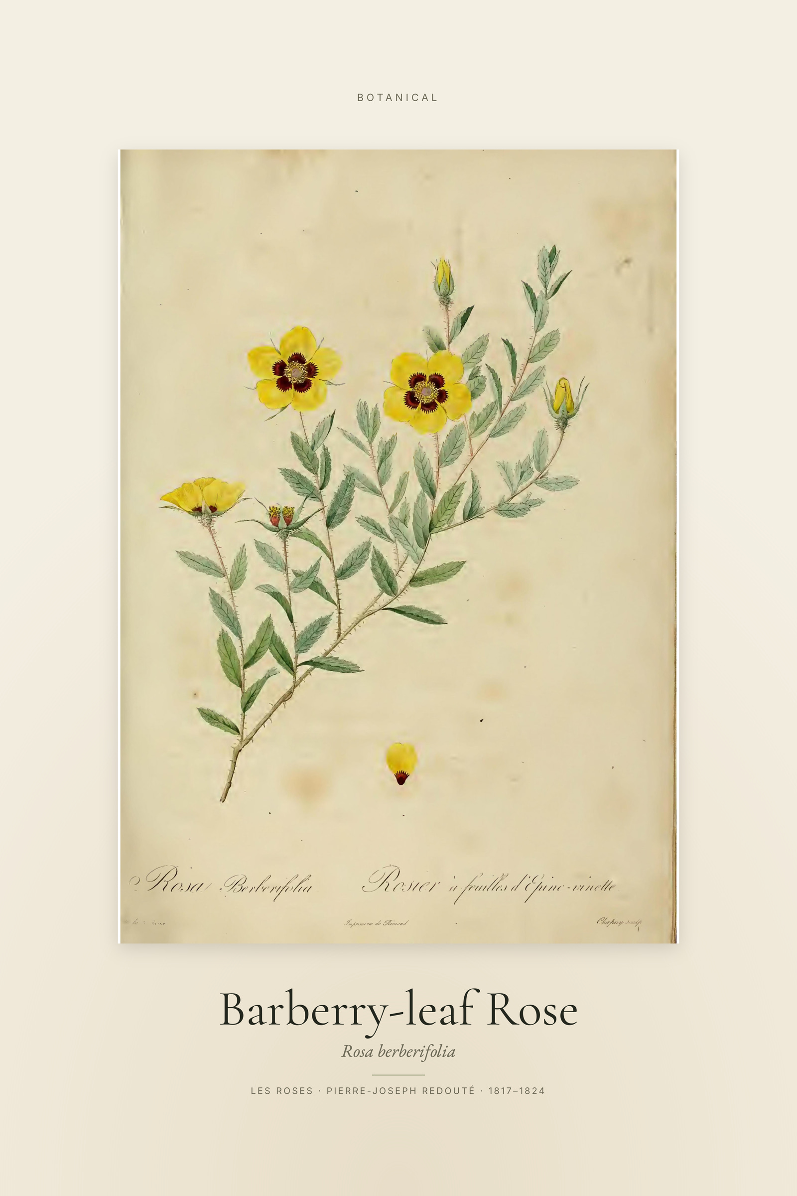 Barberry-leaf Rose — Specimen