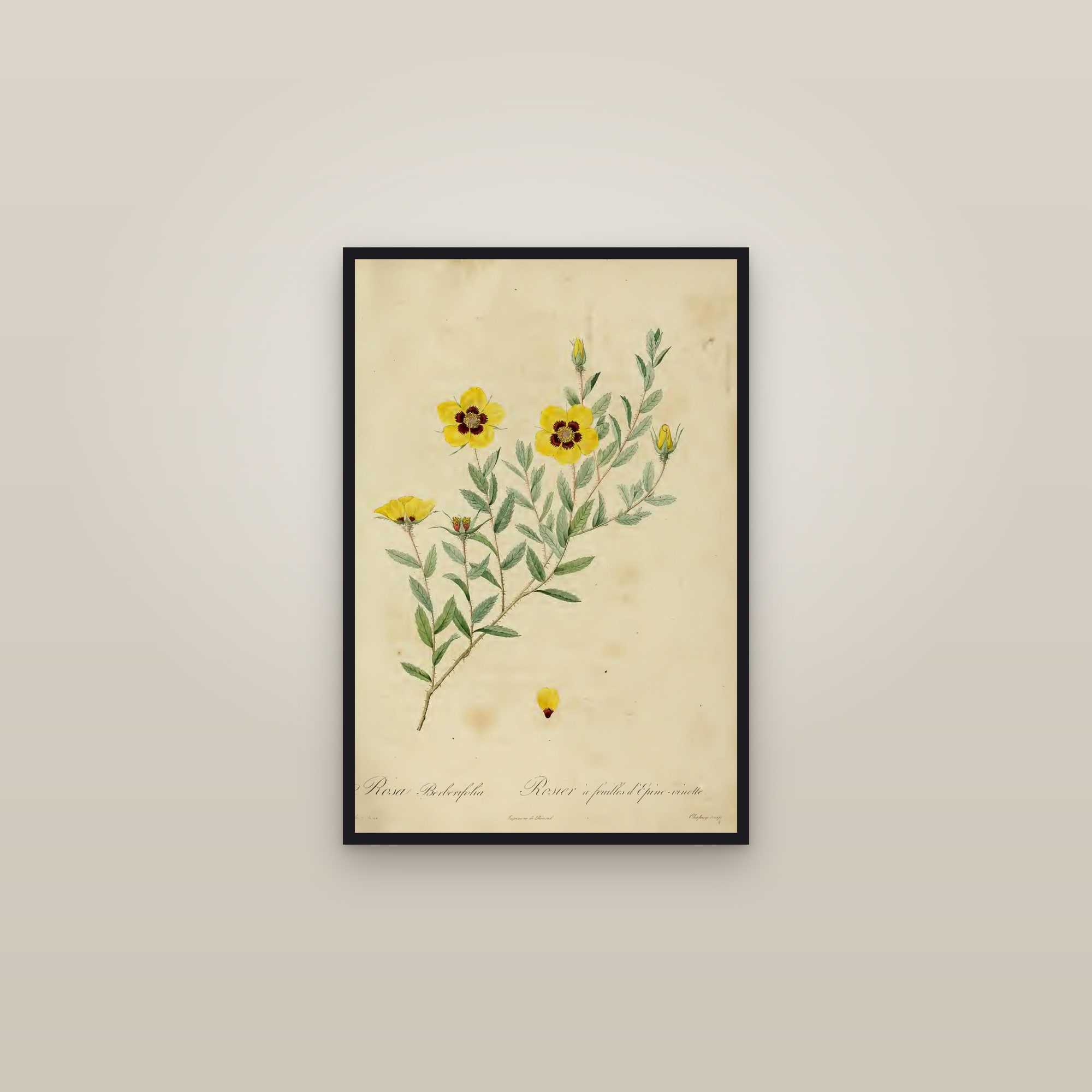 Barberry-leaf Rose — framed in a gallery setting