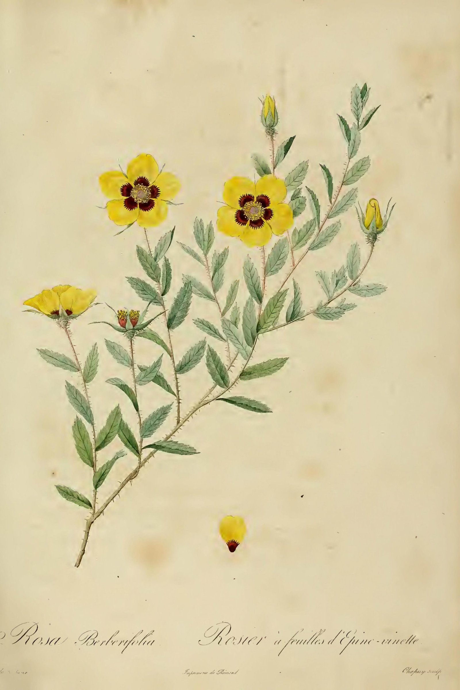 Barberry-leaf Rose