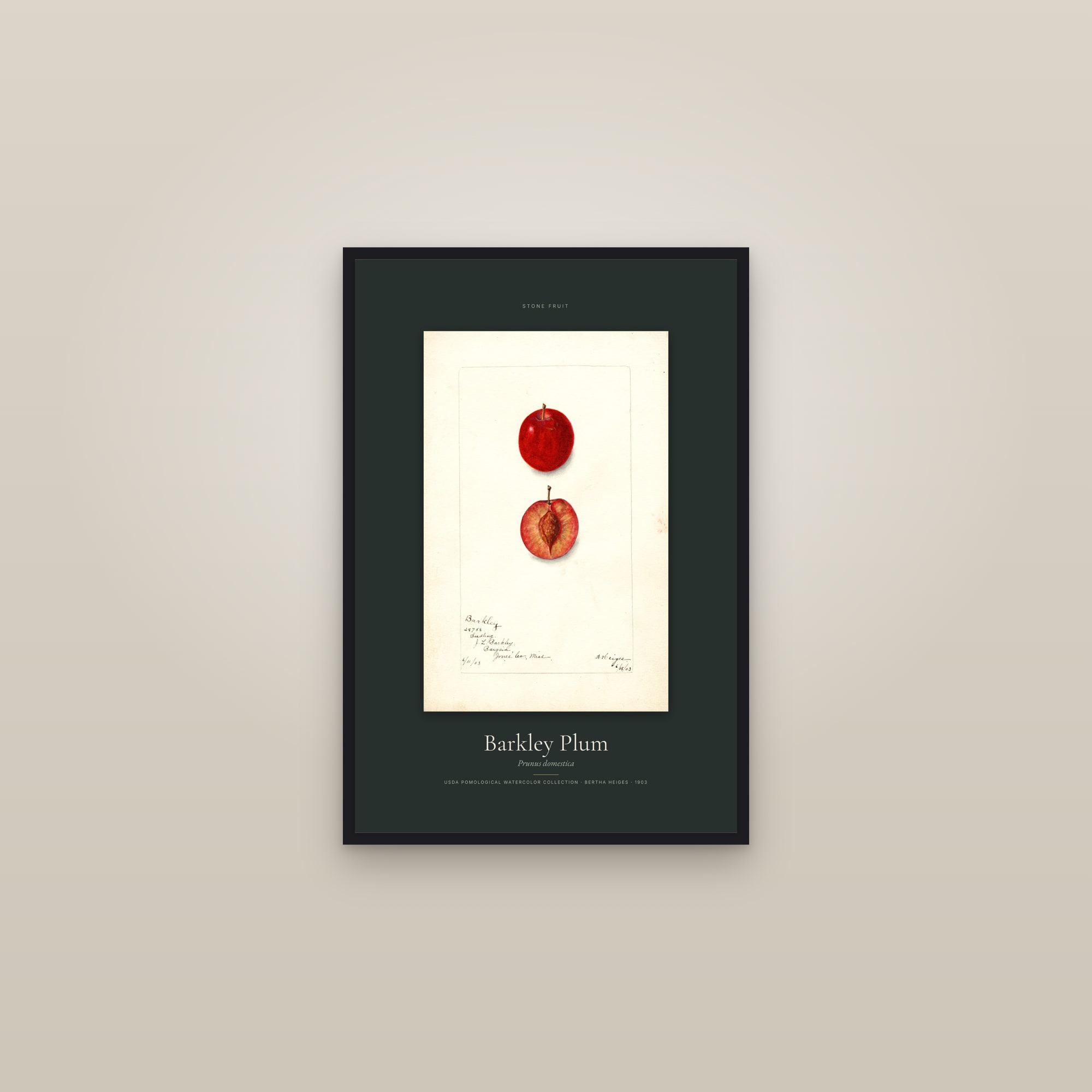 Barkley Plum — Specimen — framed in a gallery setting