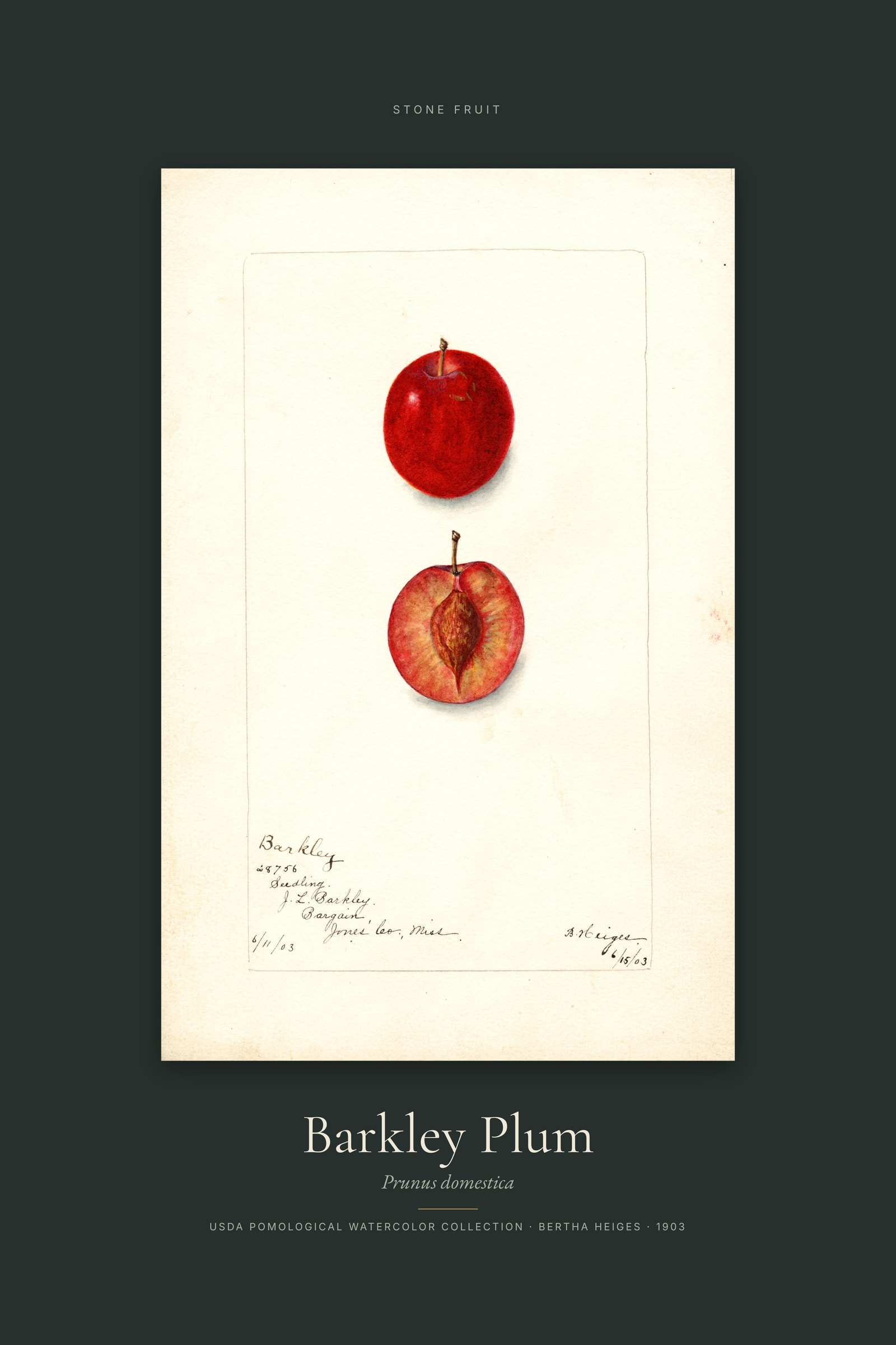 Barkley Plum — Specimen