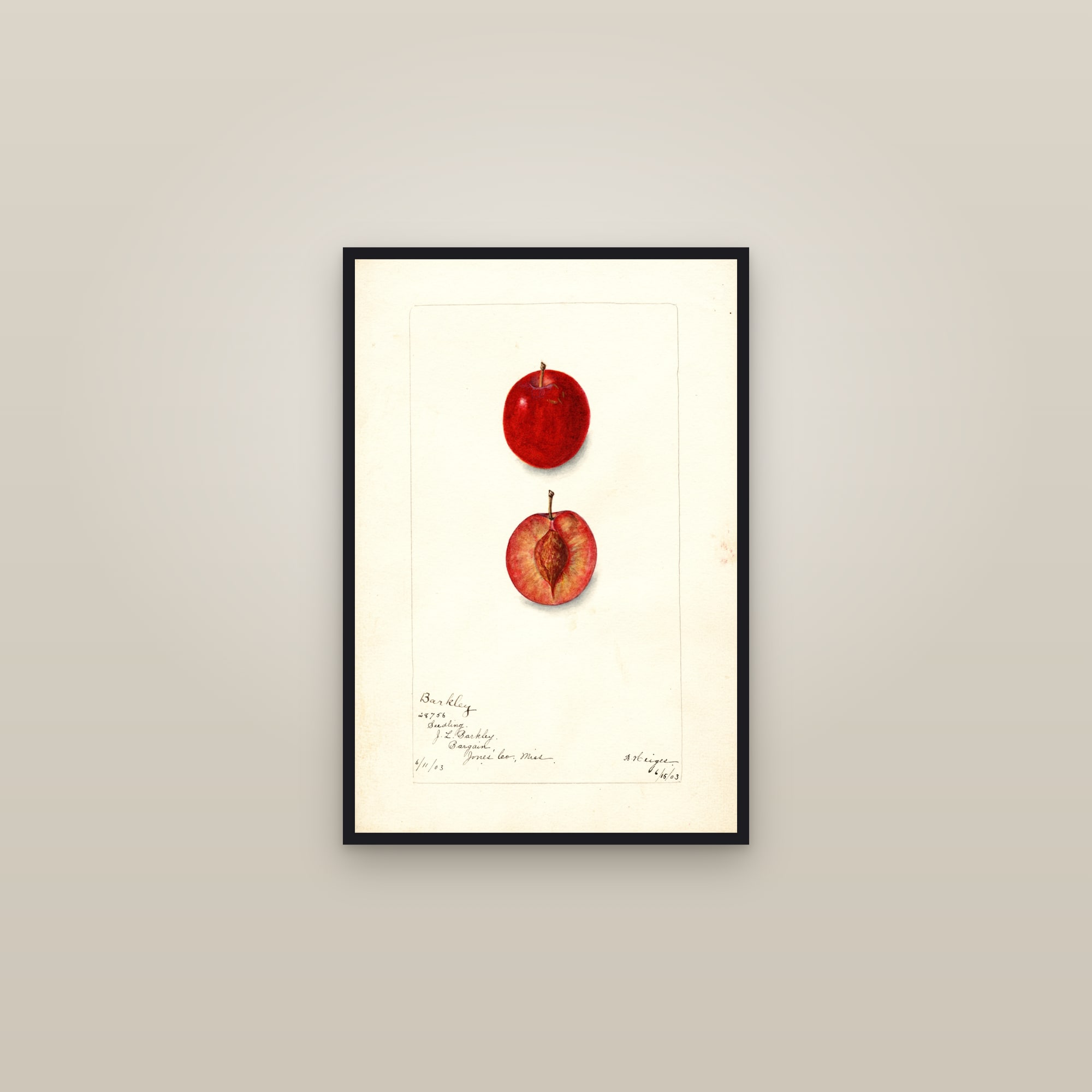 Barkley Plum — framed in a gallery setting