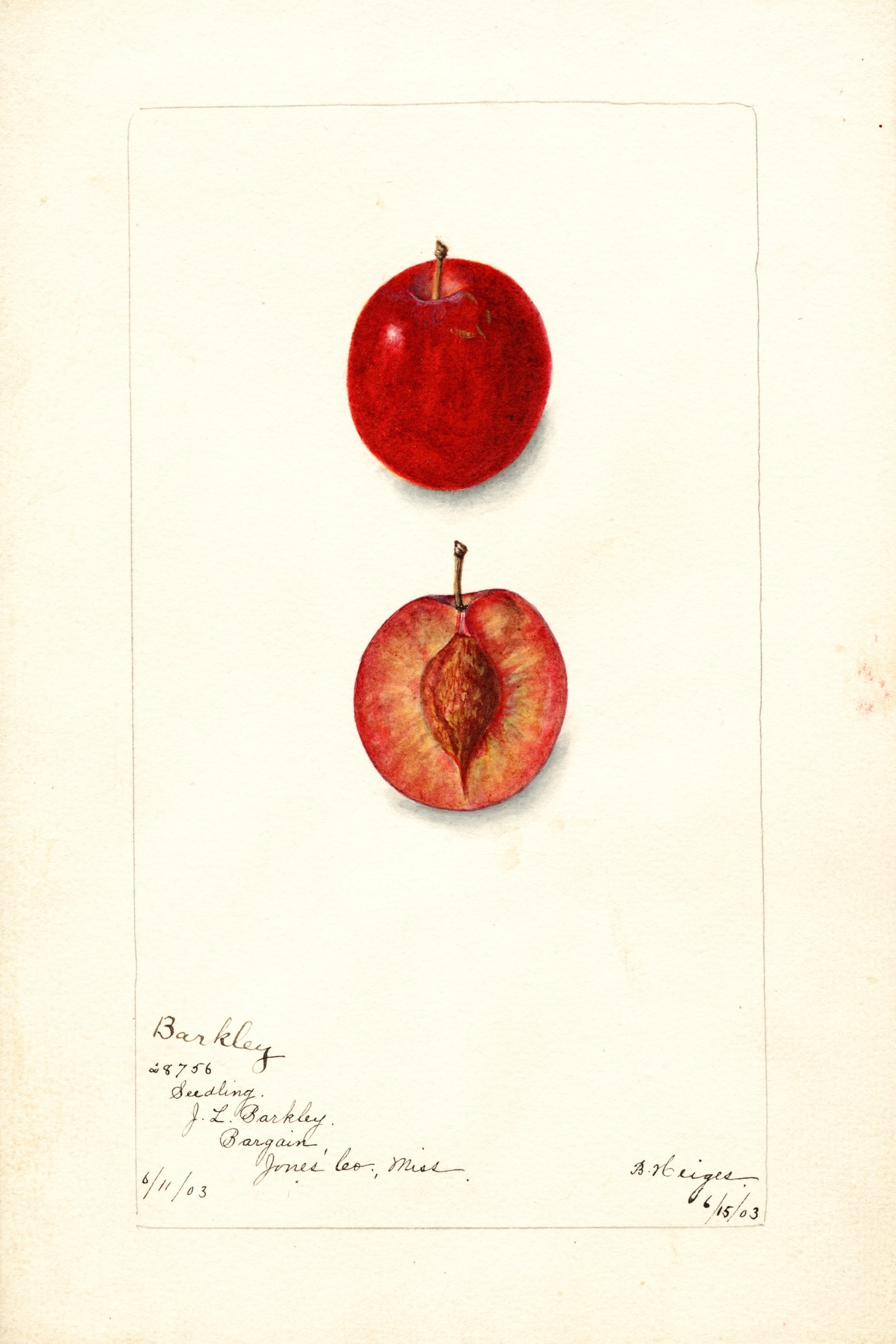 Barkley Plum