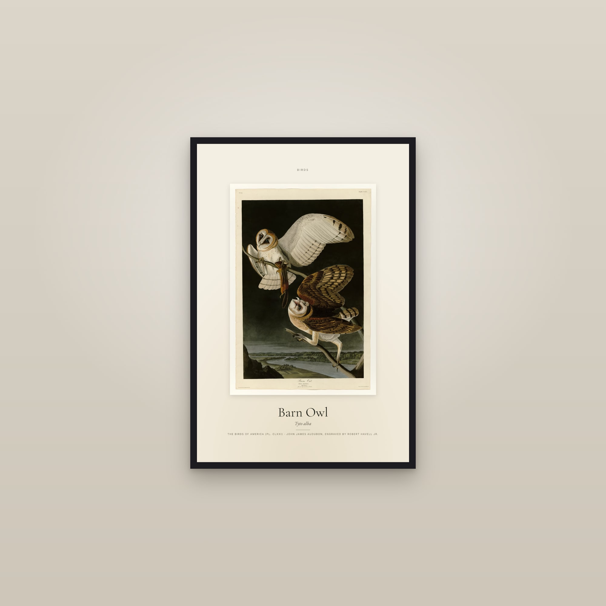 Barn Owl (Audubon) — Specimen — framed in a gallery setting