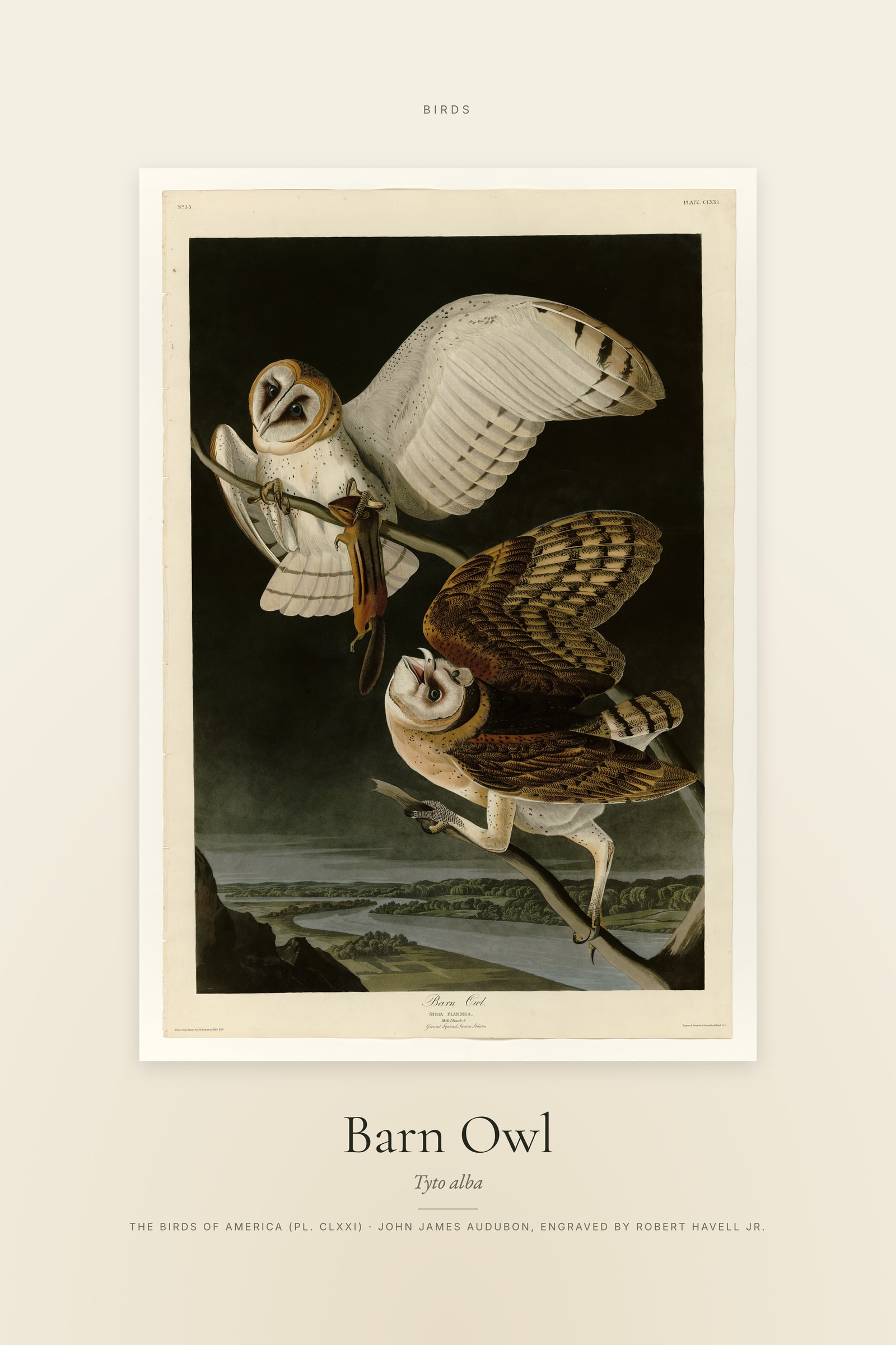Barn Owl (Audubon) — Specimen