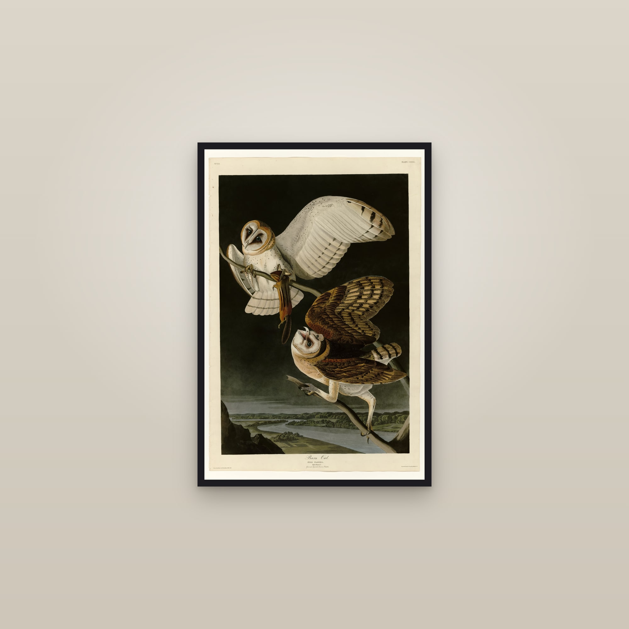 Barn Owl (Audubon) — framed in a gallery setting