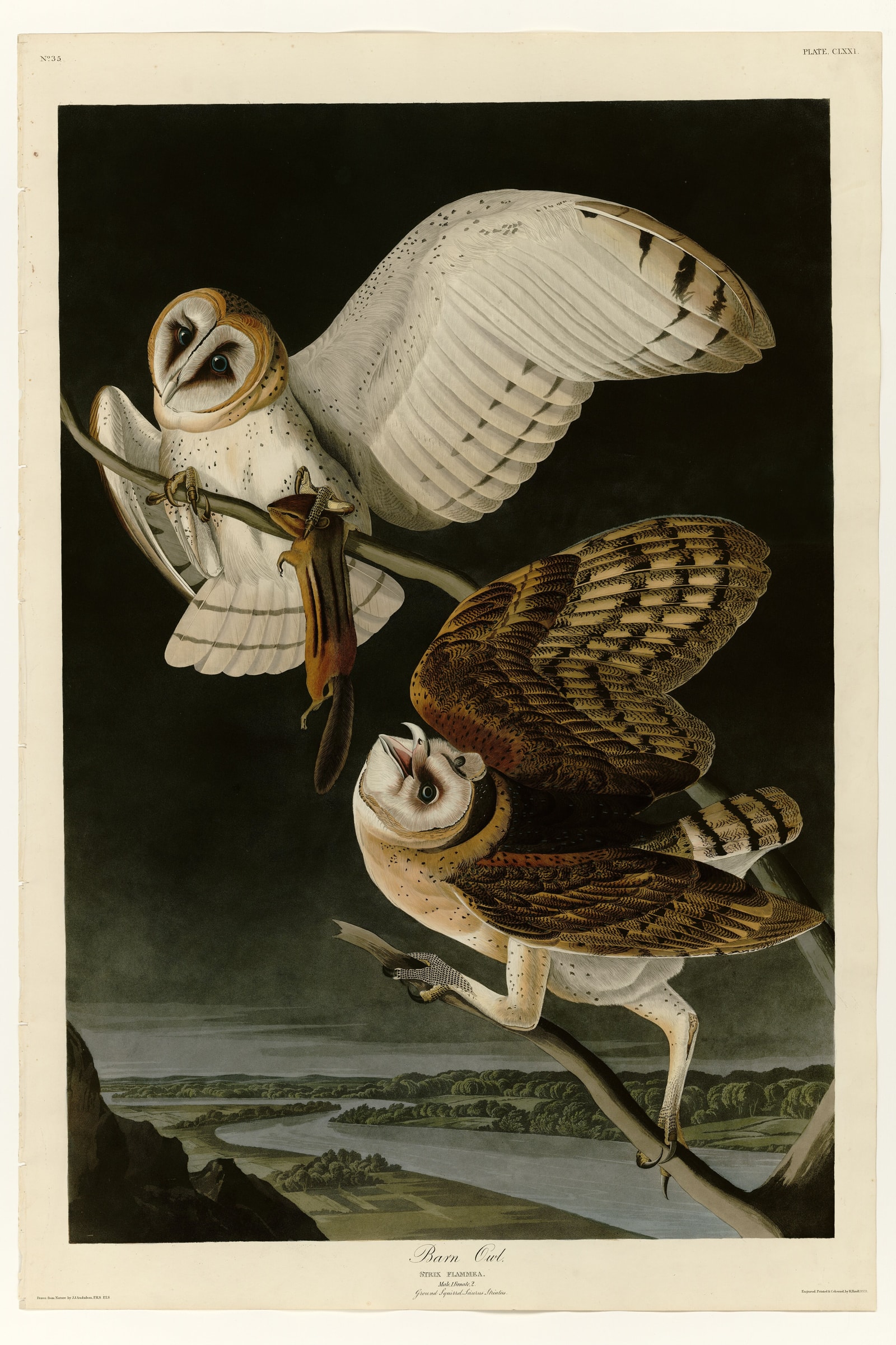 Barn Owl (Audubon)