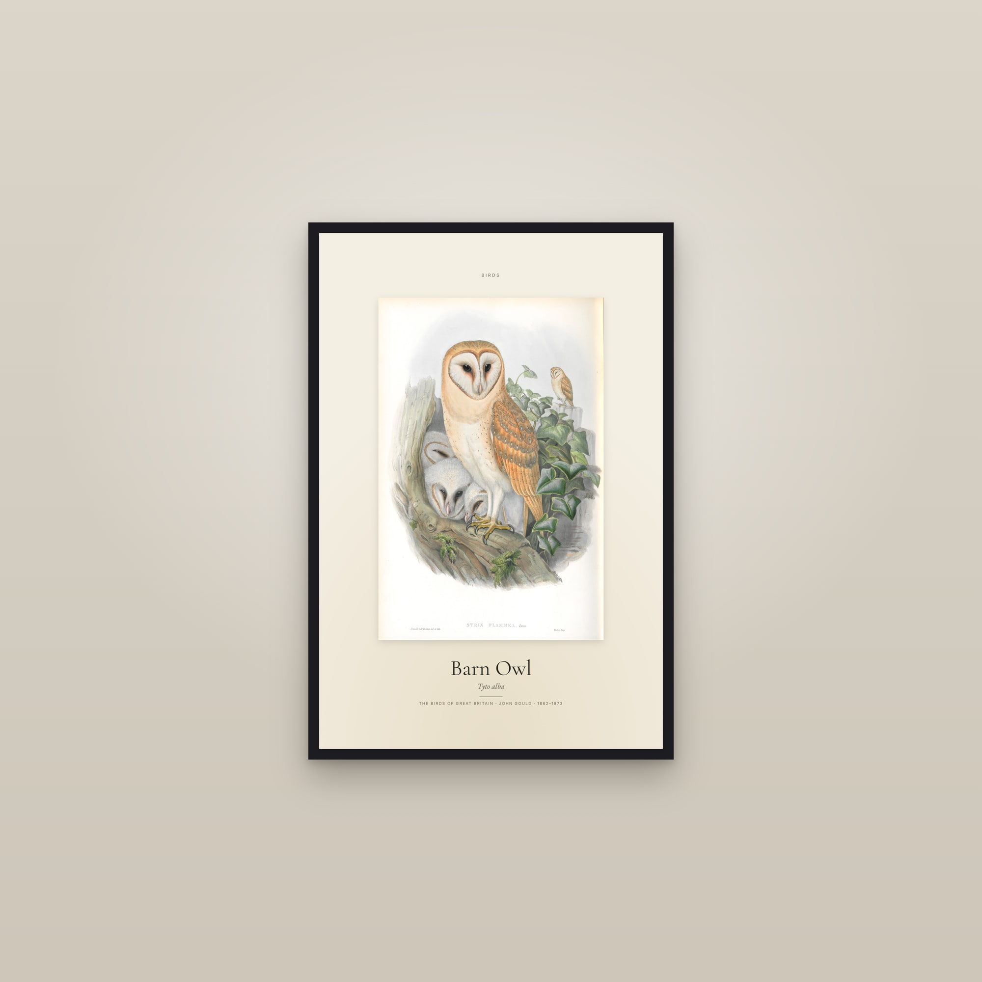 Barn Owl (Gould) — Specimen — framed in a gallery setting