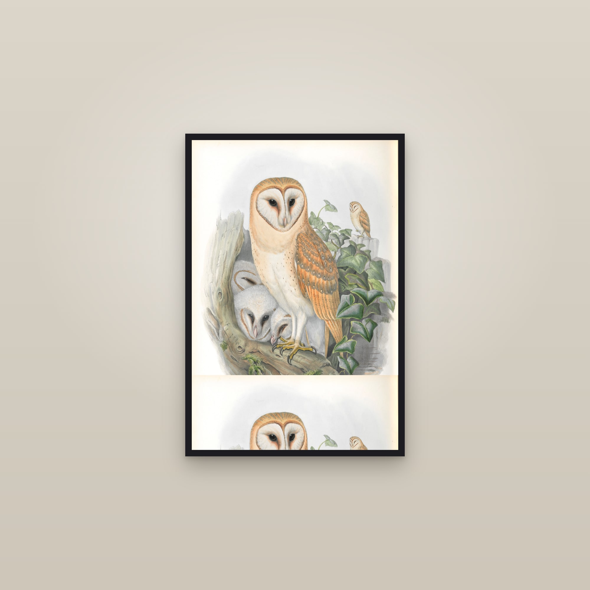 Barn Owl