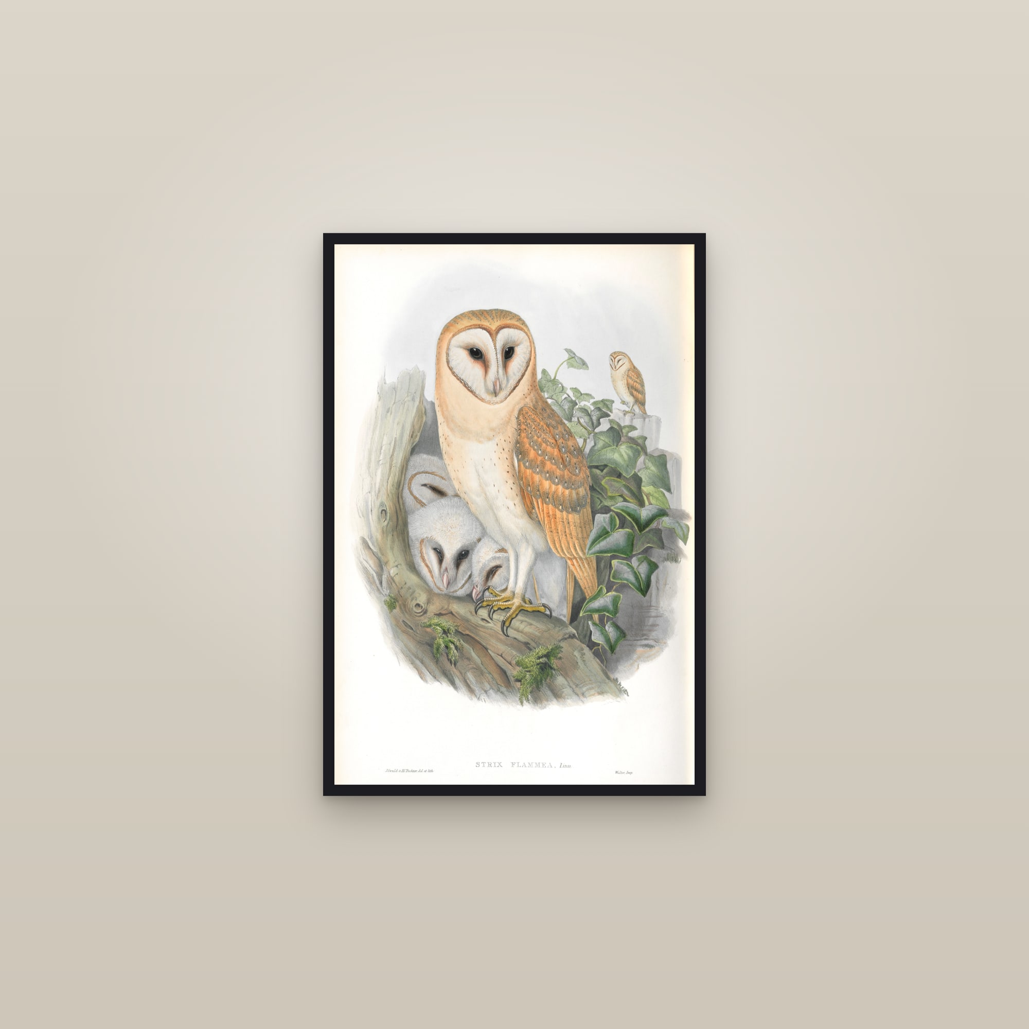 Barn Owl (Gould) — framed in a gallery setting