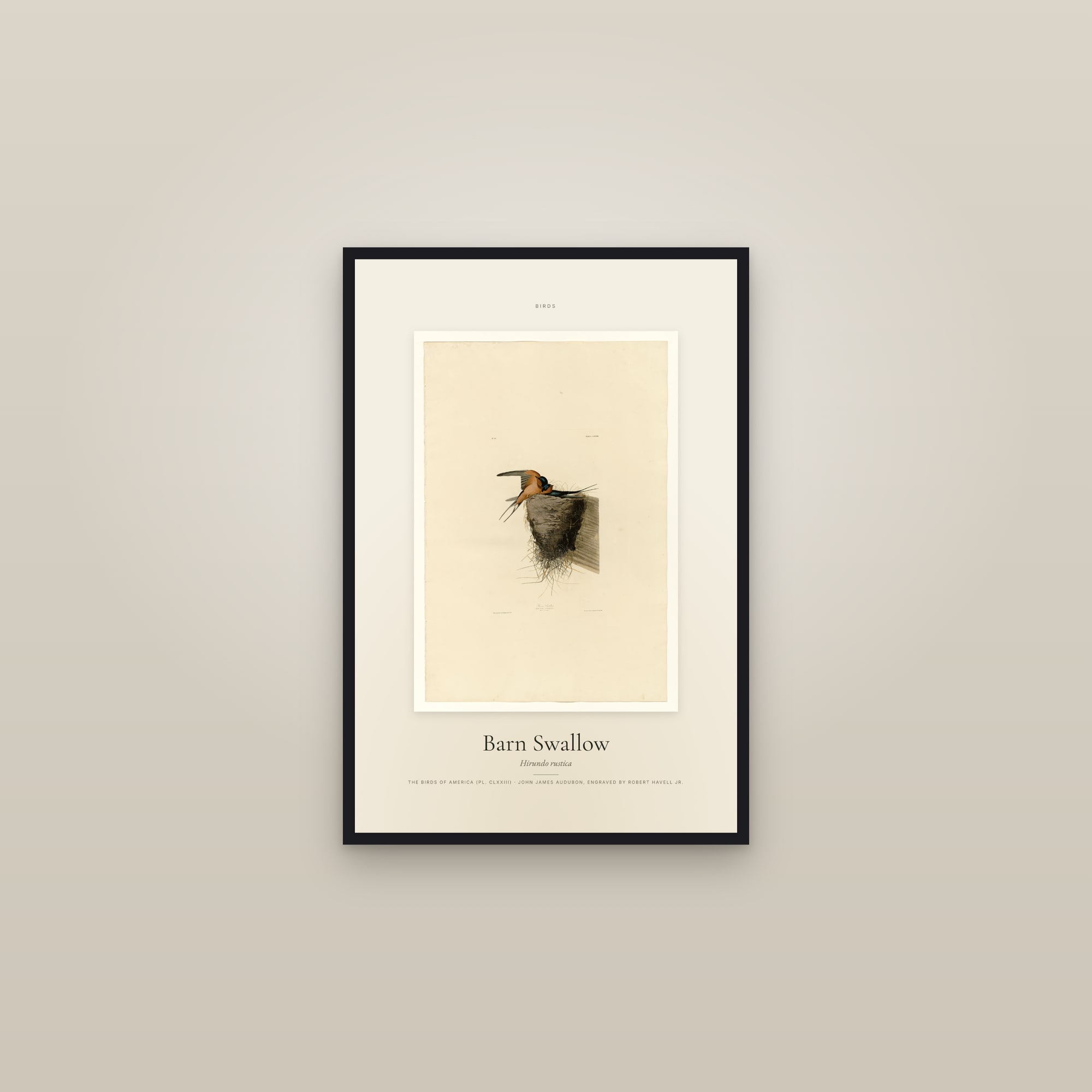 Barn Swallow — Specimen — framed in a gallery setting
