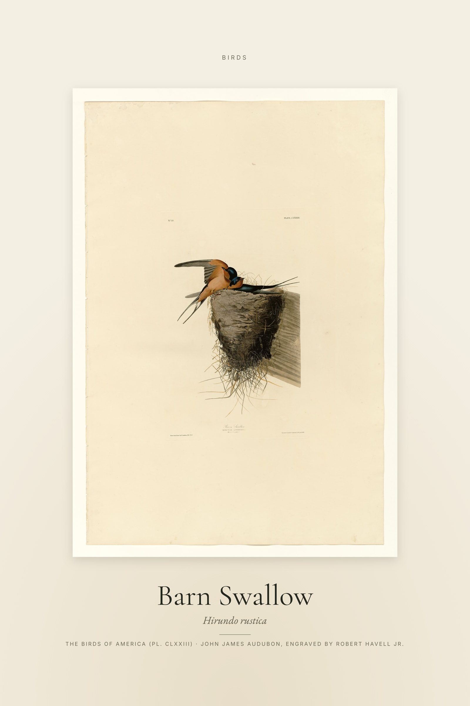 Barn Swallow — Specimen