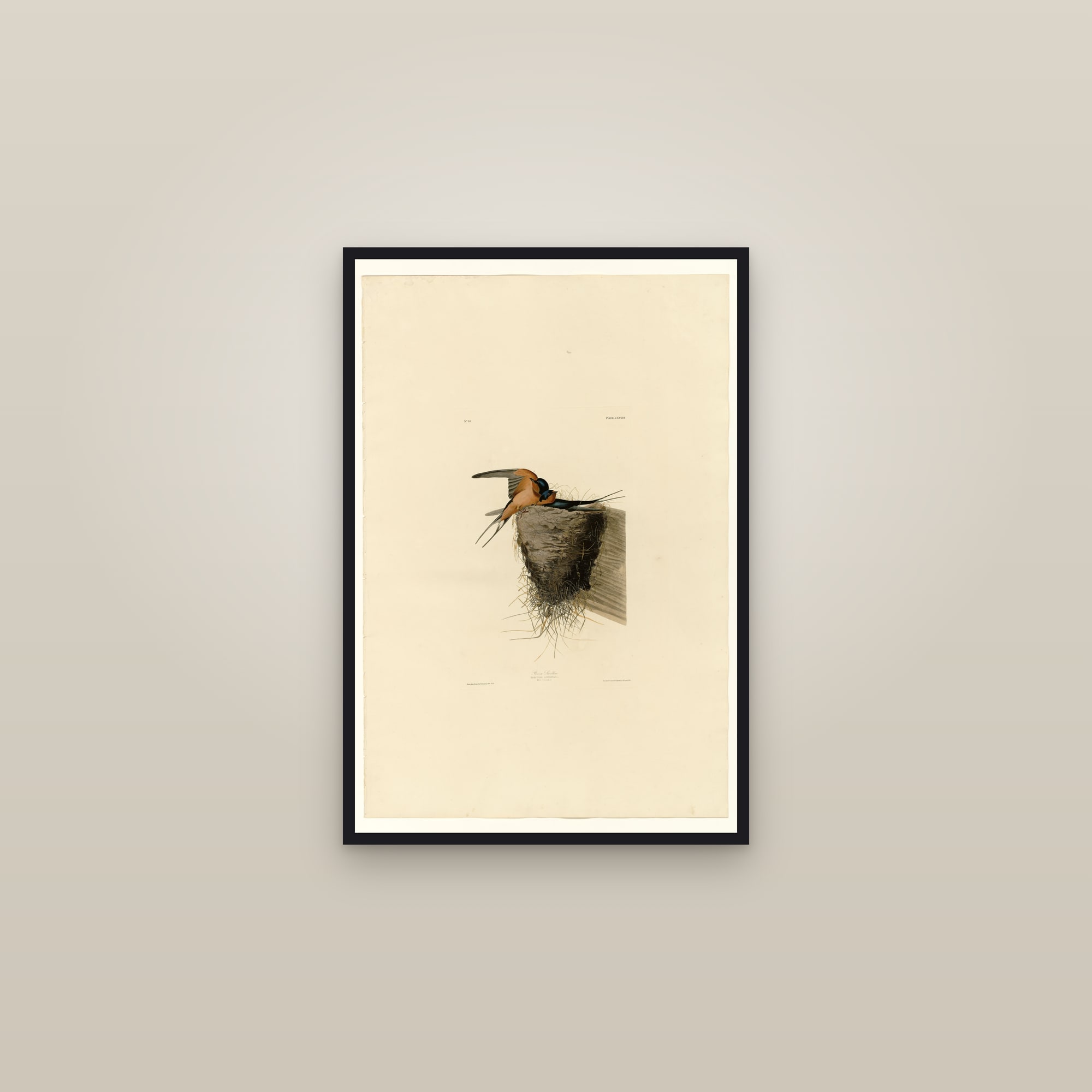 Barn Swallow — framed in a gallery setting