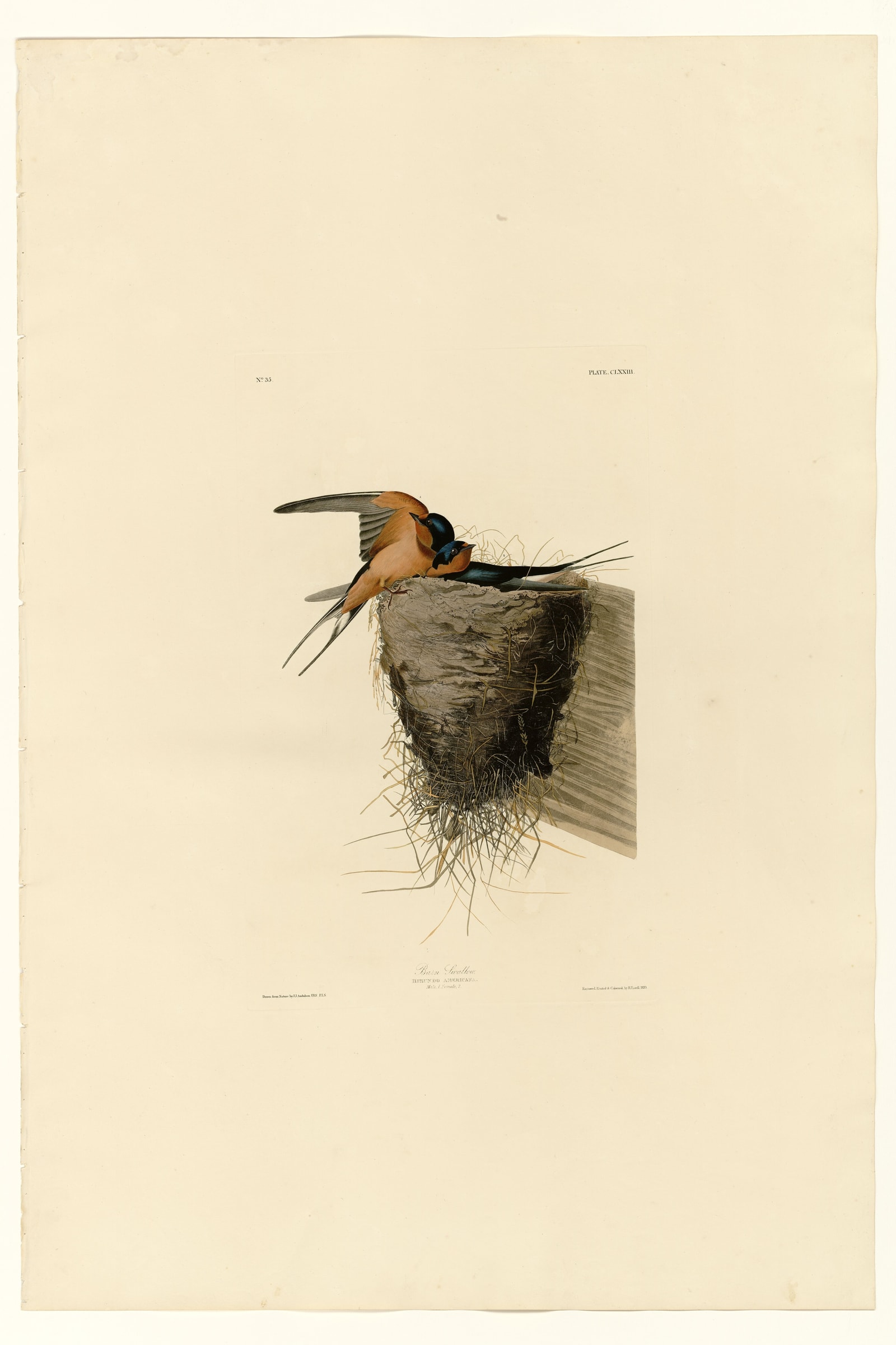Barn Swallow