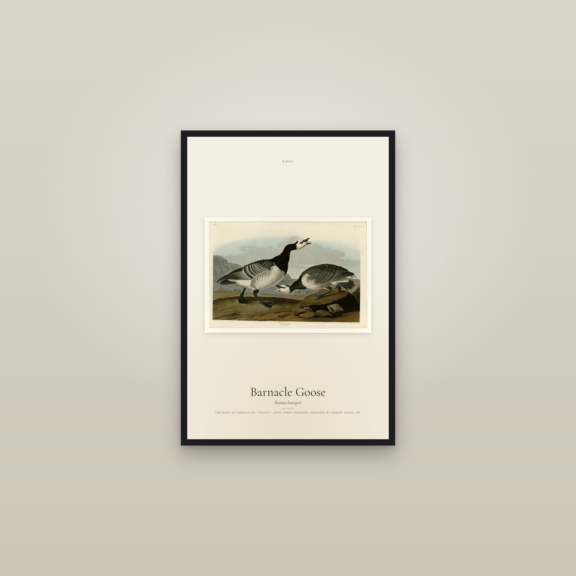 Barnacle Goose — framed in a gallery setting