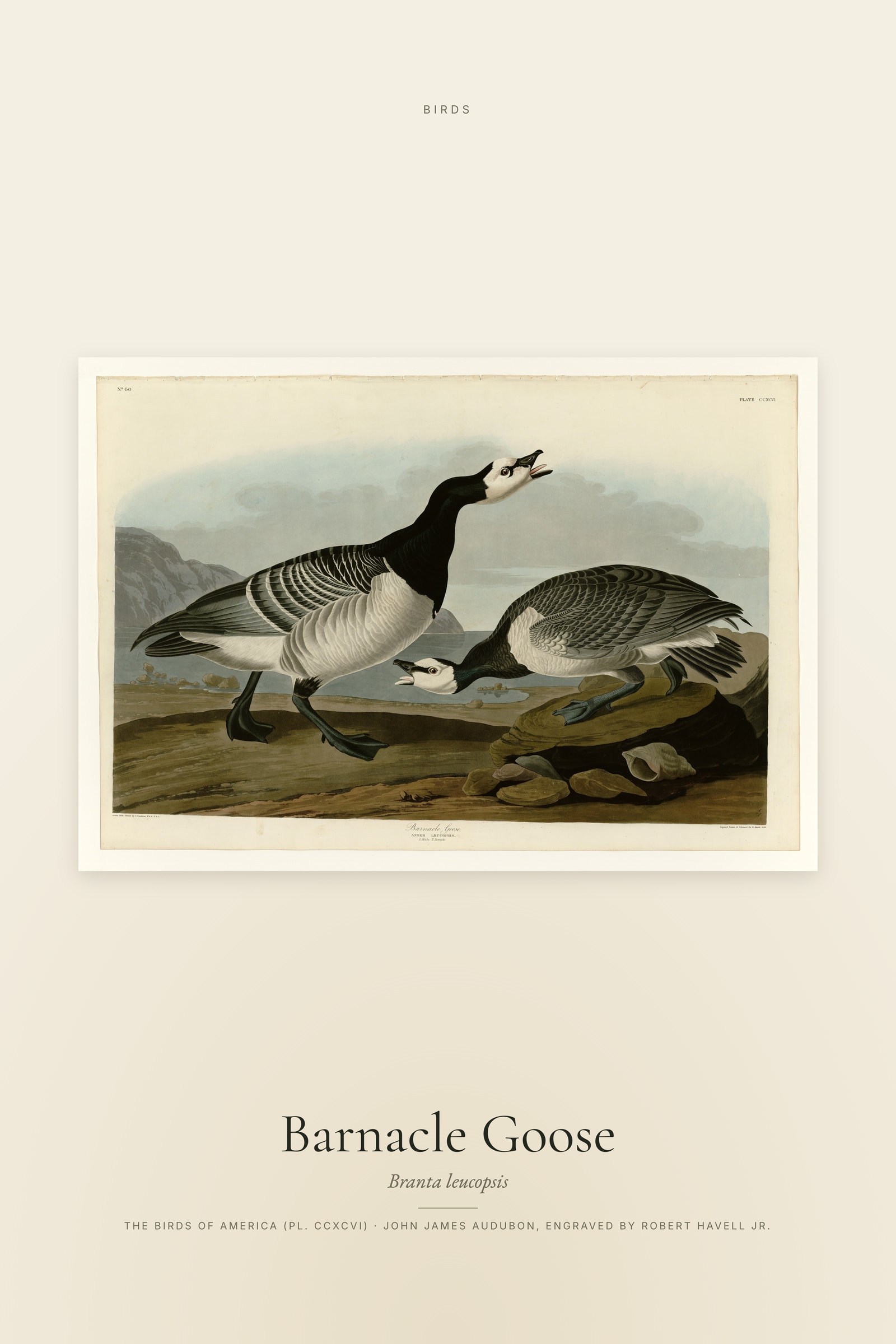 Barnacle Goose