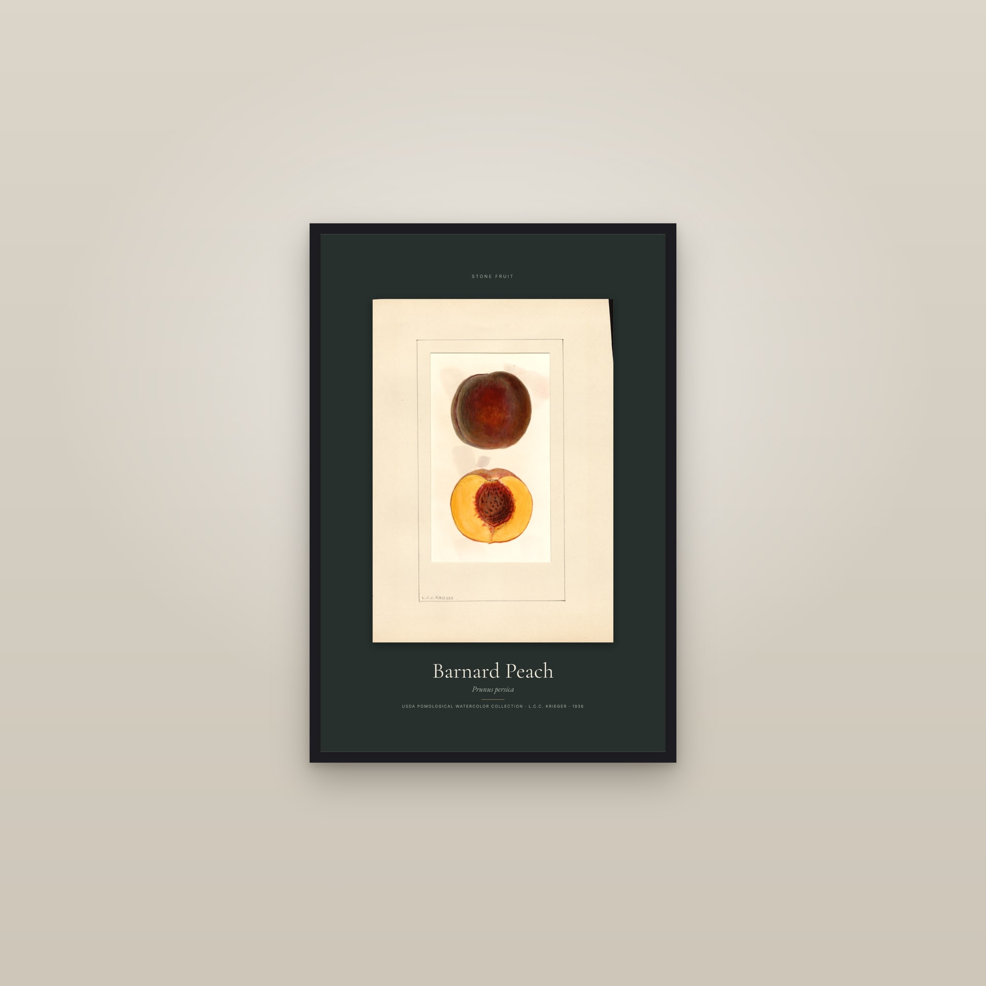 Barnard Peach — Specimen — framed in a gallery setting