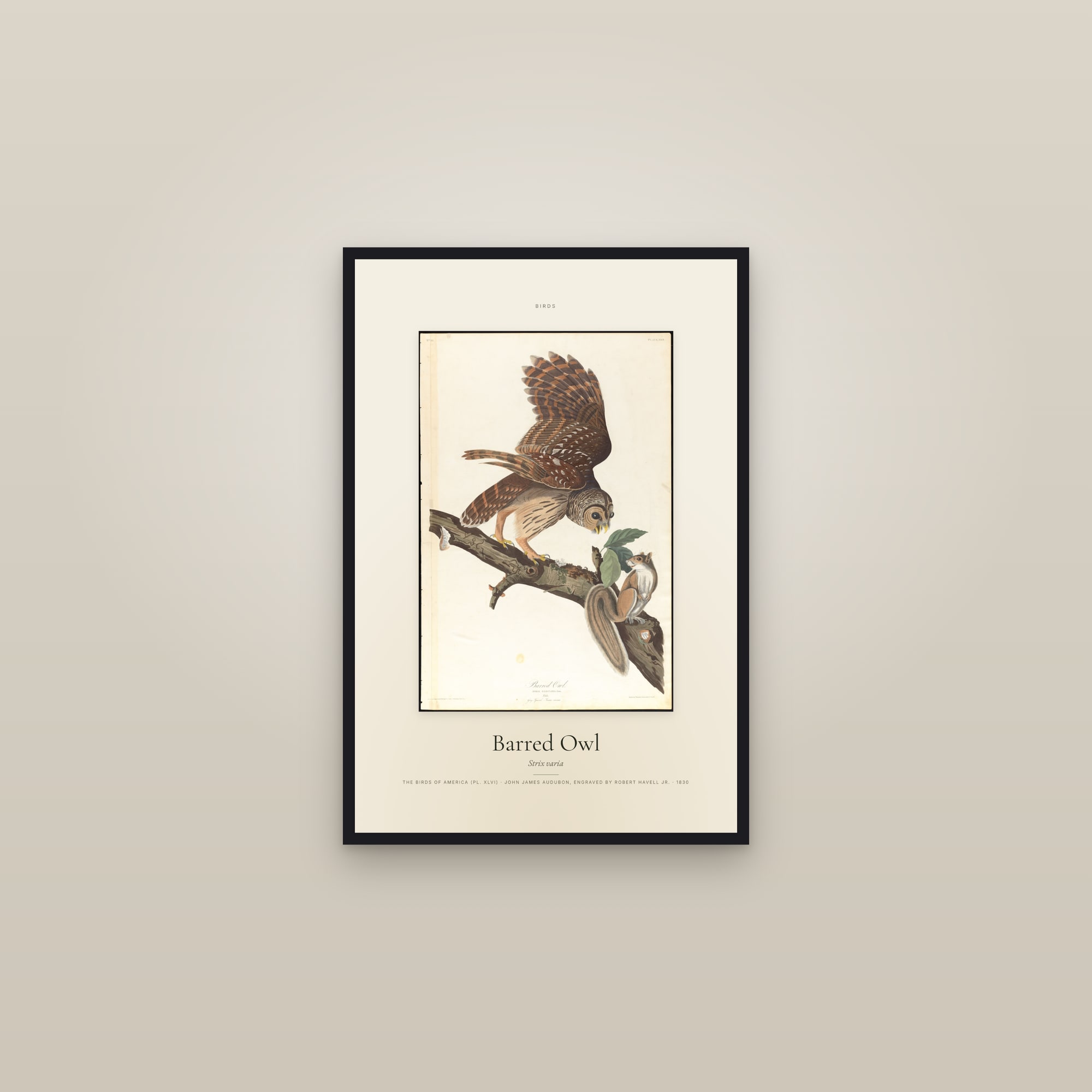 Barred Owl — Specimen — framed in a gallery setting