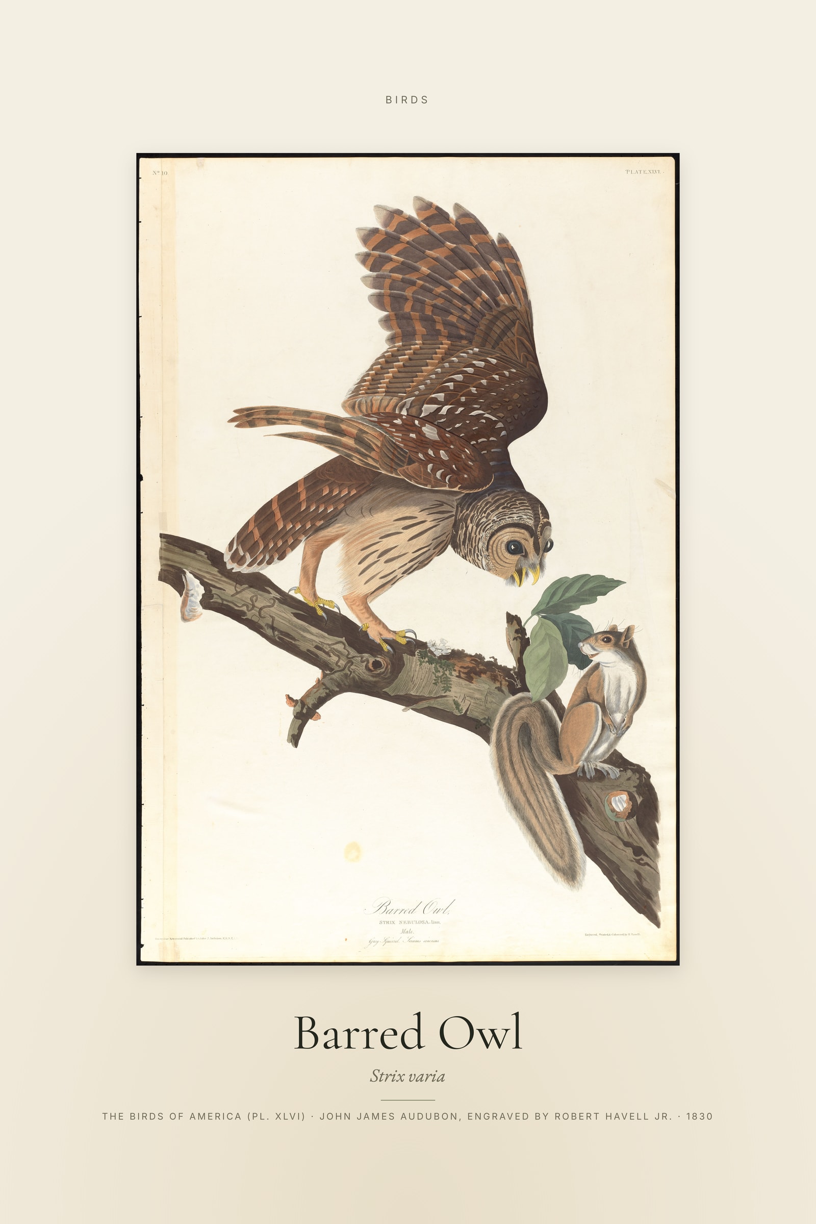 Barred Owl — Specimen