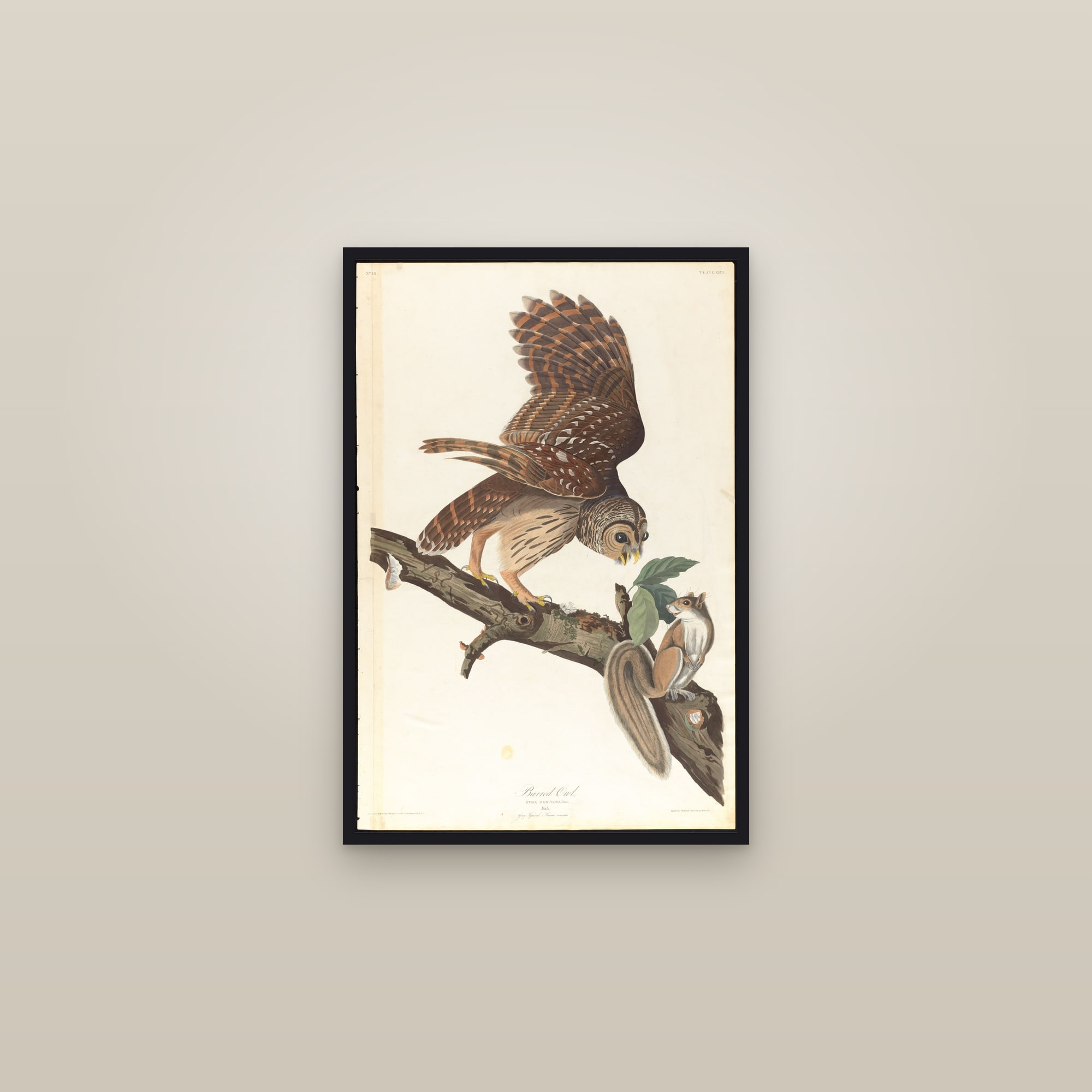 Barred Owl — framed in a gallery setting