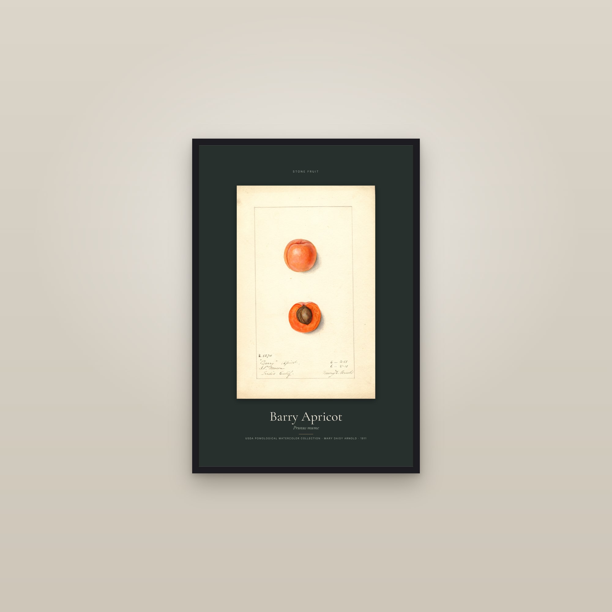 Barry Apricot — Specimen — framed in a gallery setting