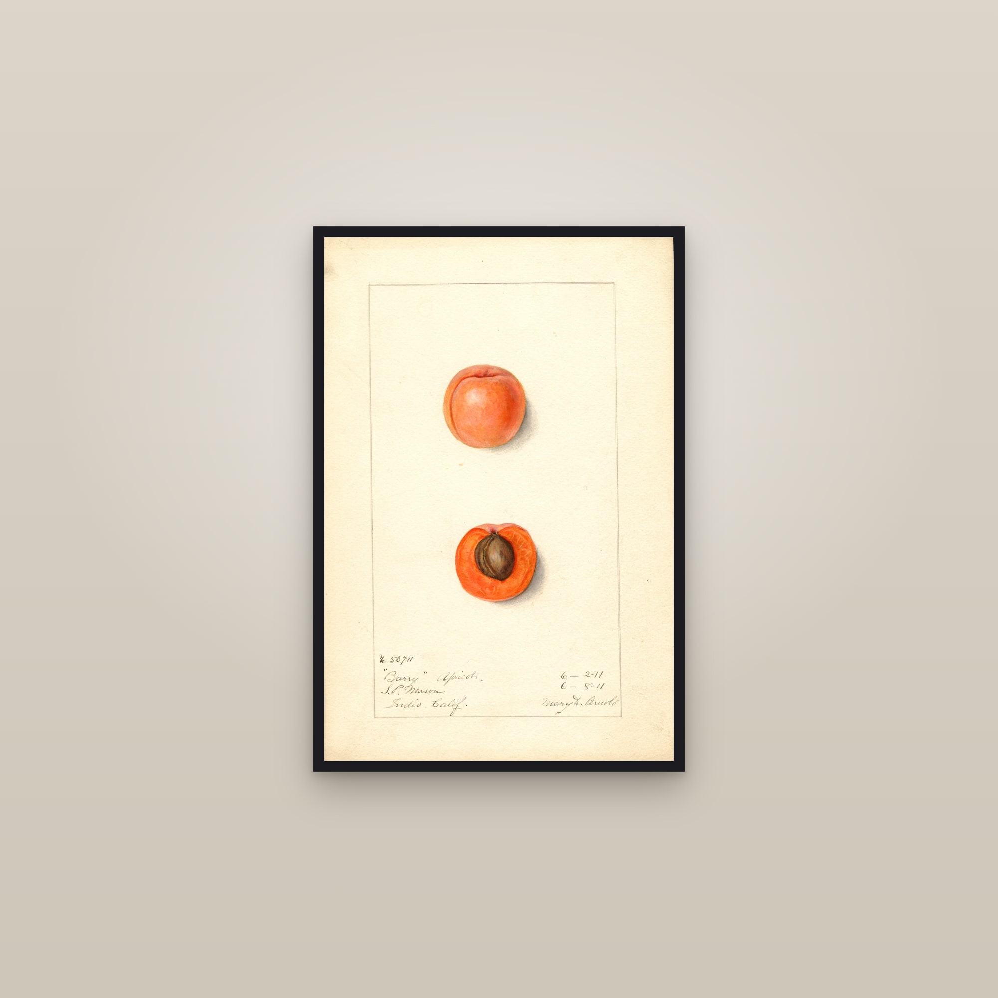 Barry Apricot — framed in a gallery setting