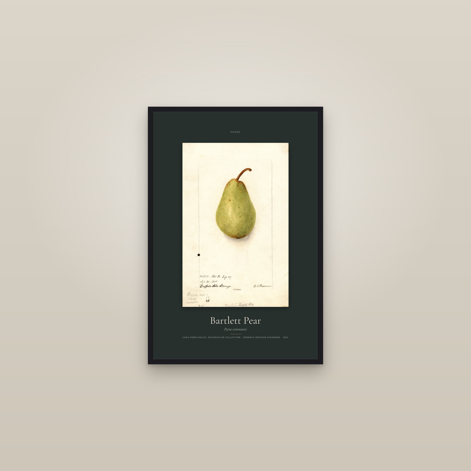 Bartlett Pear — Specimen — framed in a gallery setting