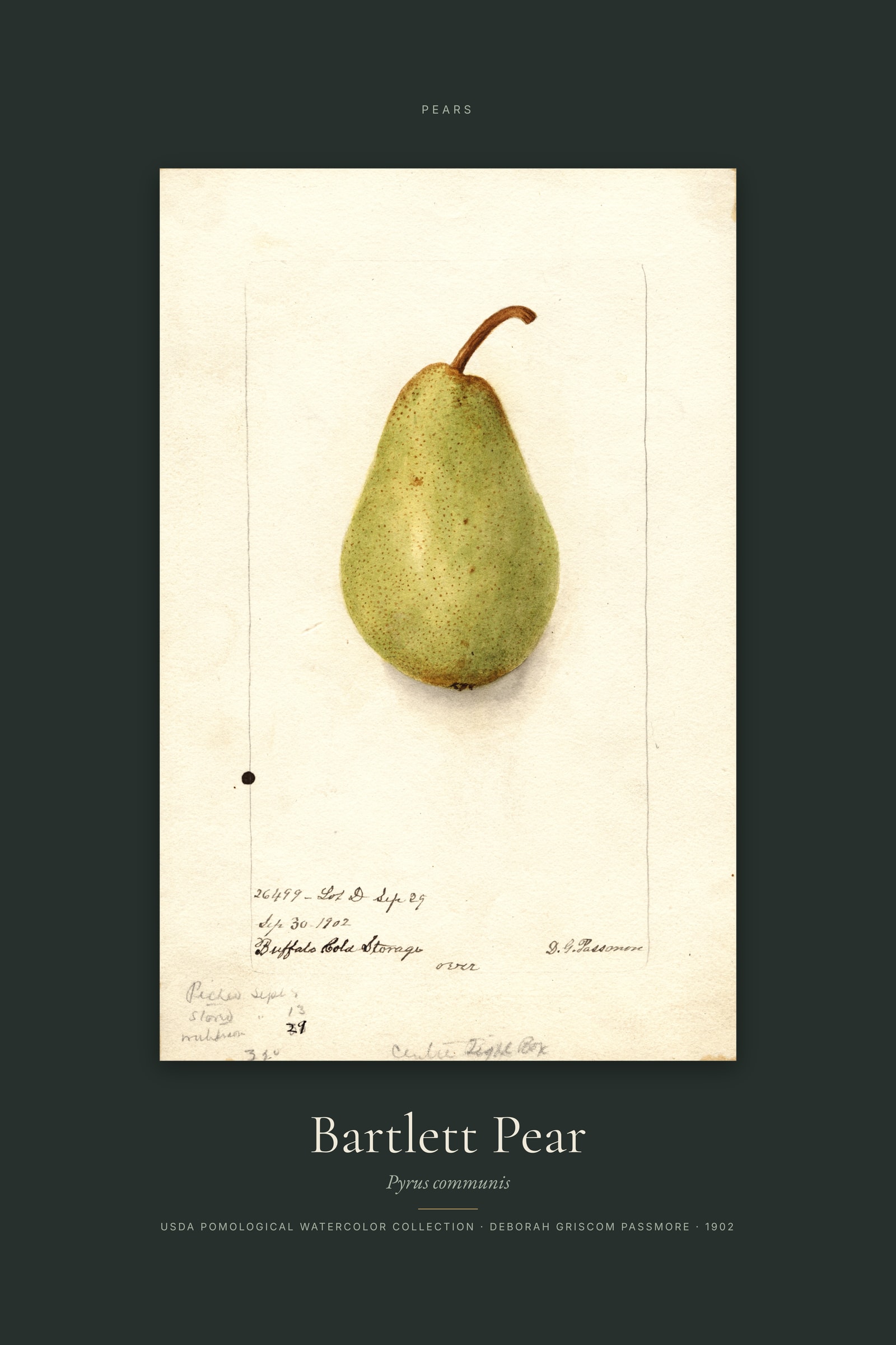 Bartlett Pear — Specimen