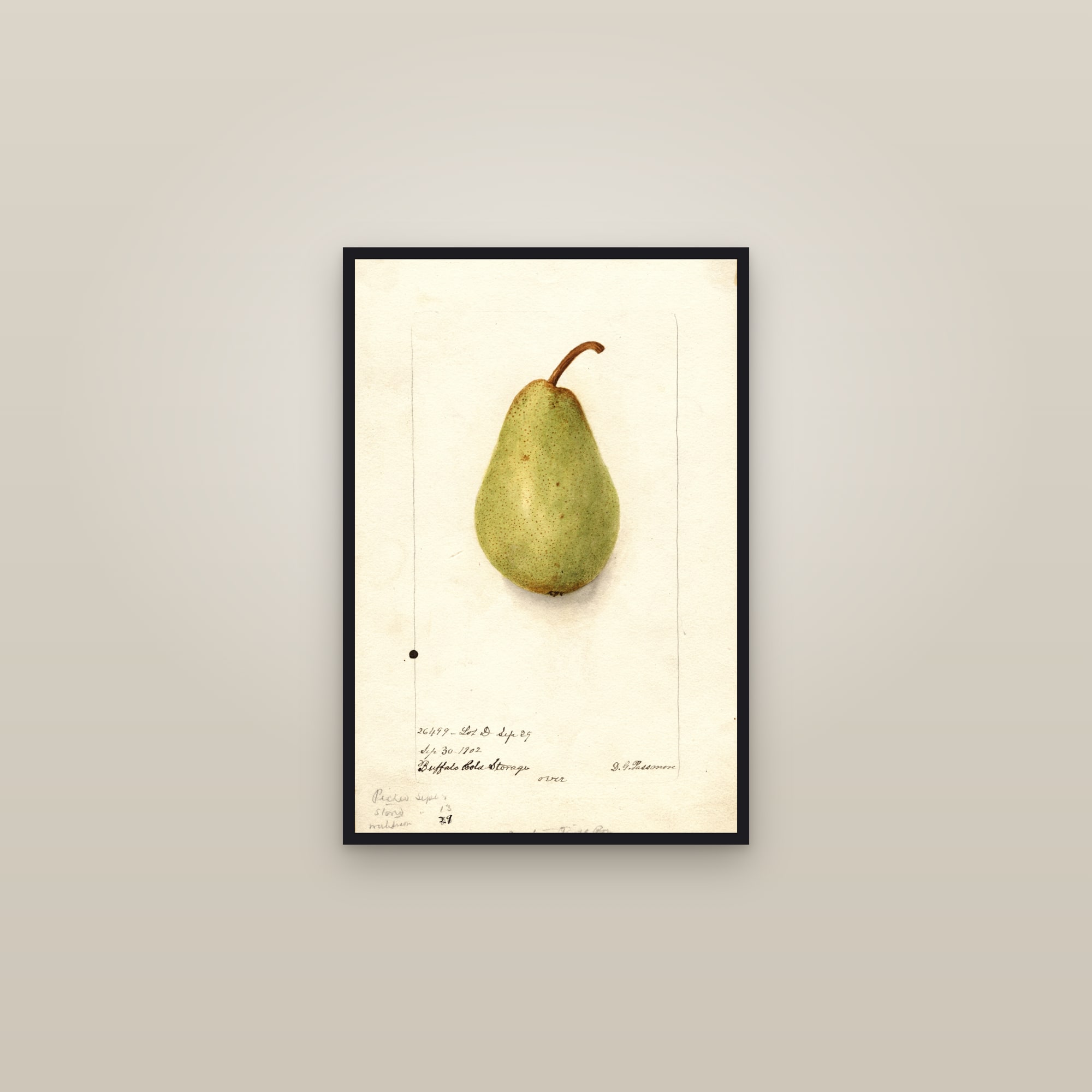 Bartlett Pear — framed in a gallery setting