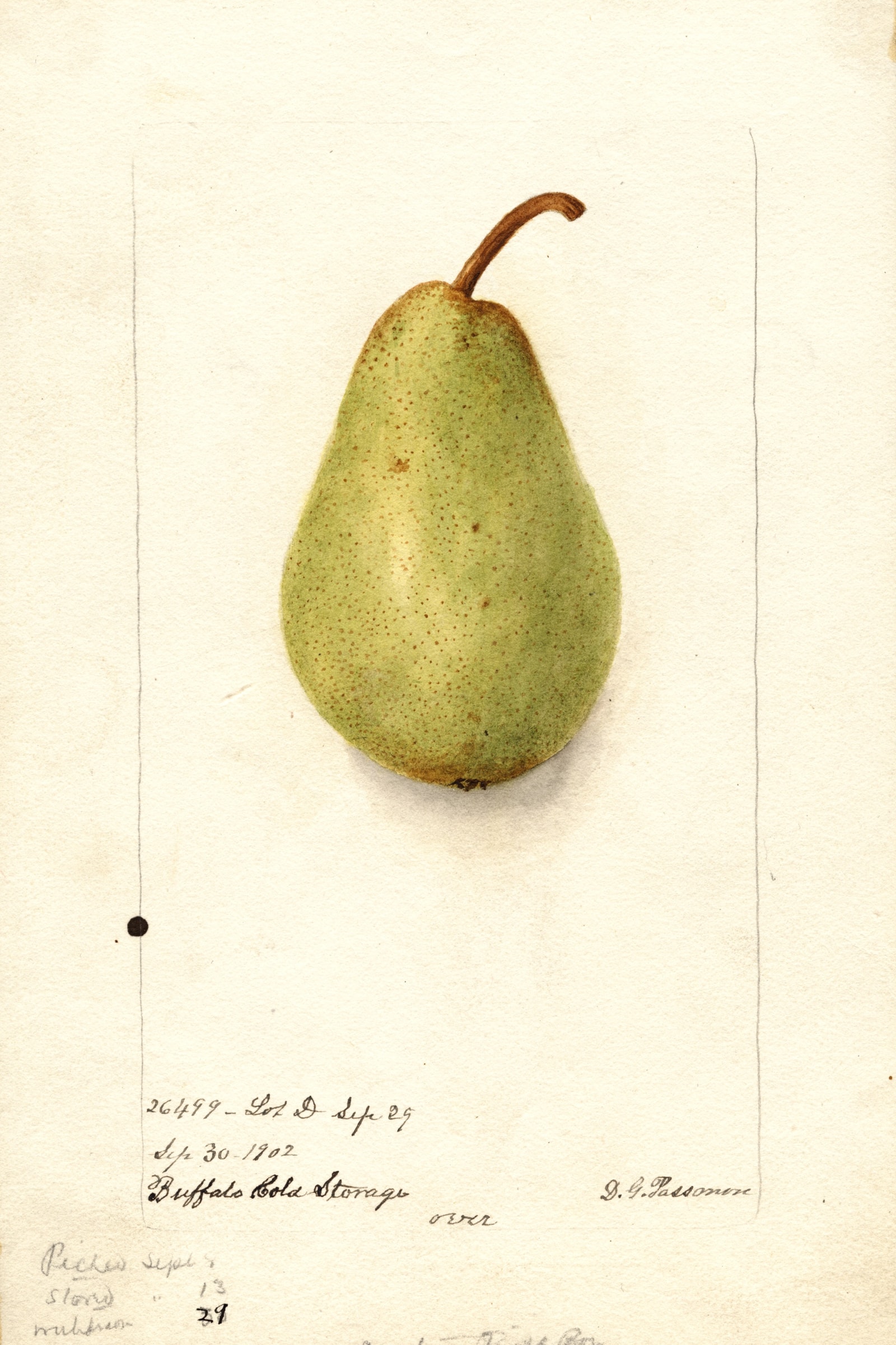 Bartlett Pear