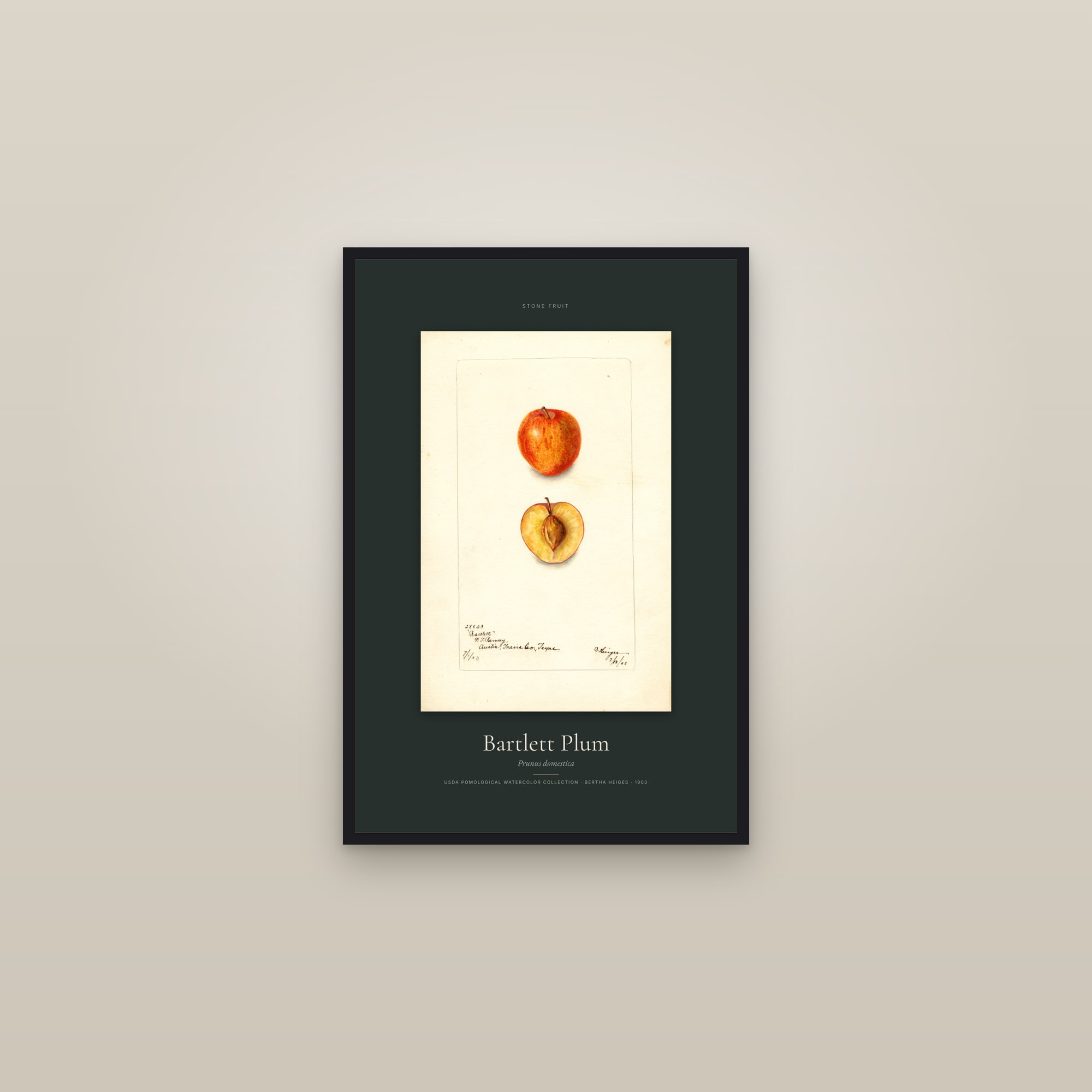 Bartlett Plum — Specimen — framed in a gallery setting