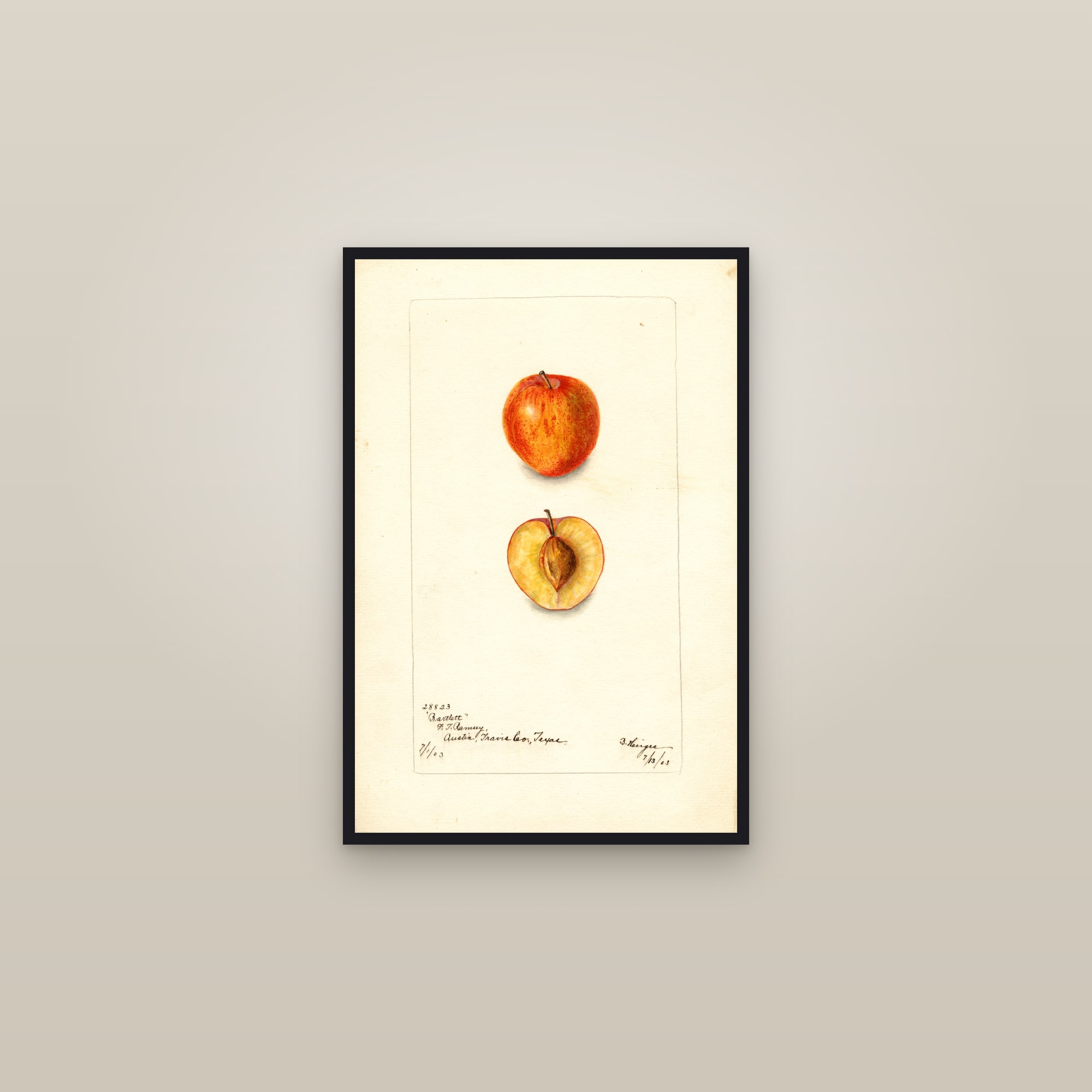Bartlett Plum — framed in a gallery setting