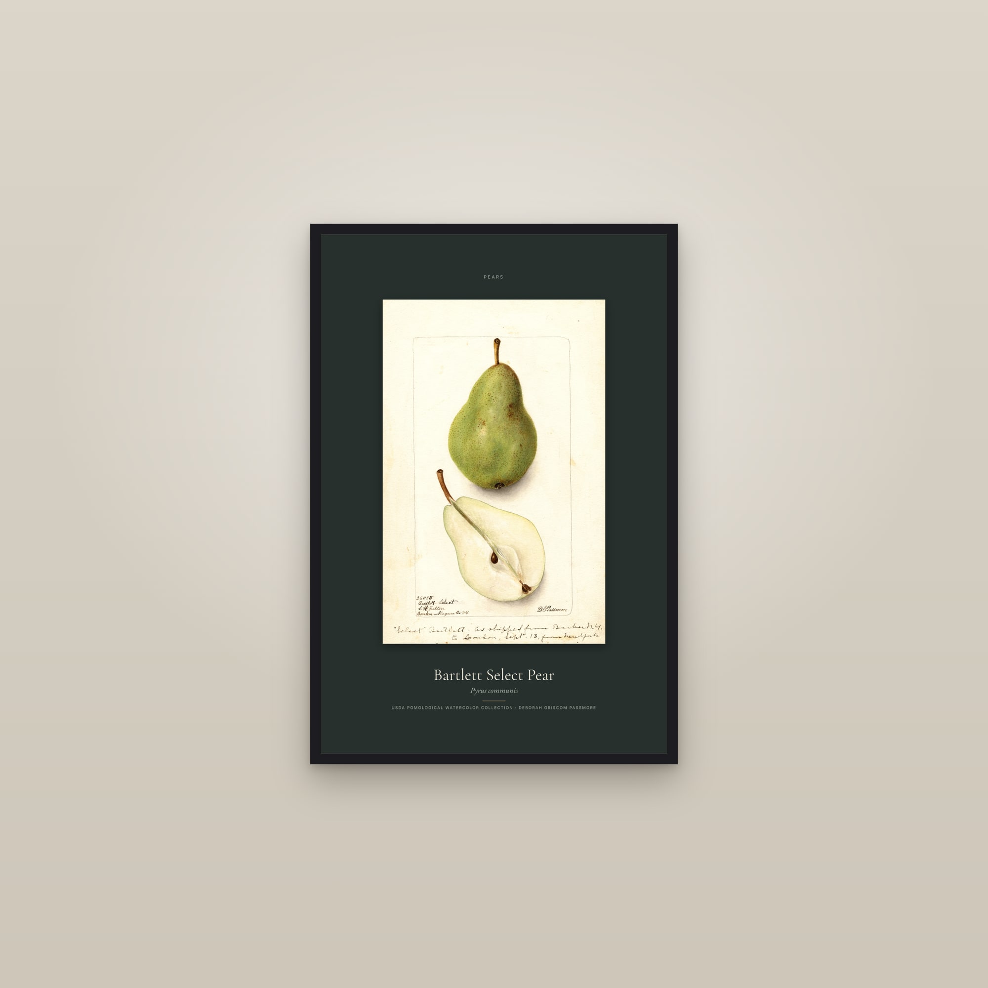 Bartlett Select Pear — Specimen — framed in a gallery setting