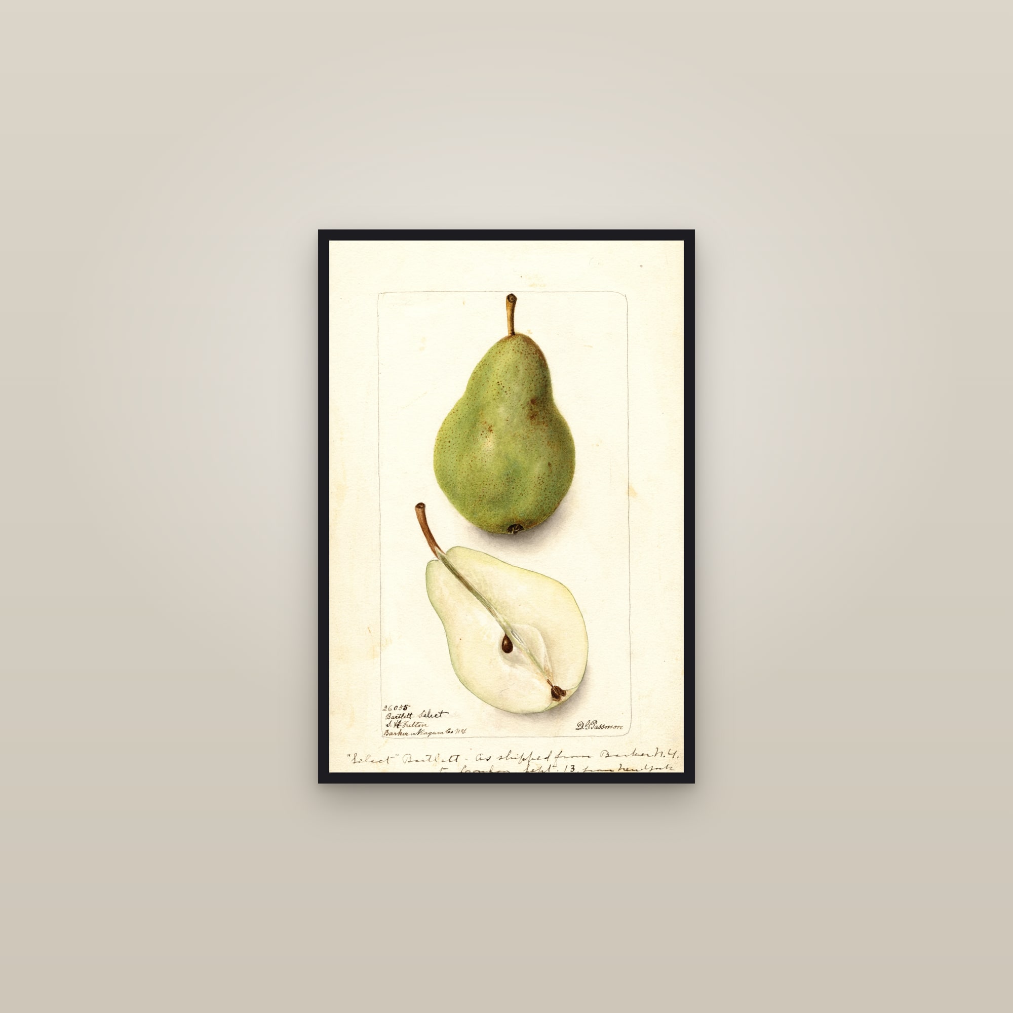 Bartlett Select Pear — framed in a gallery setting