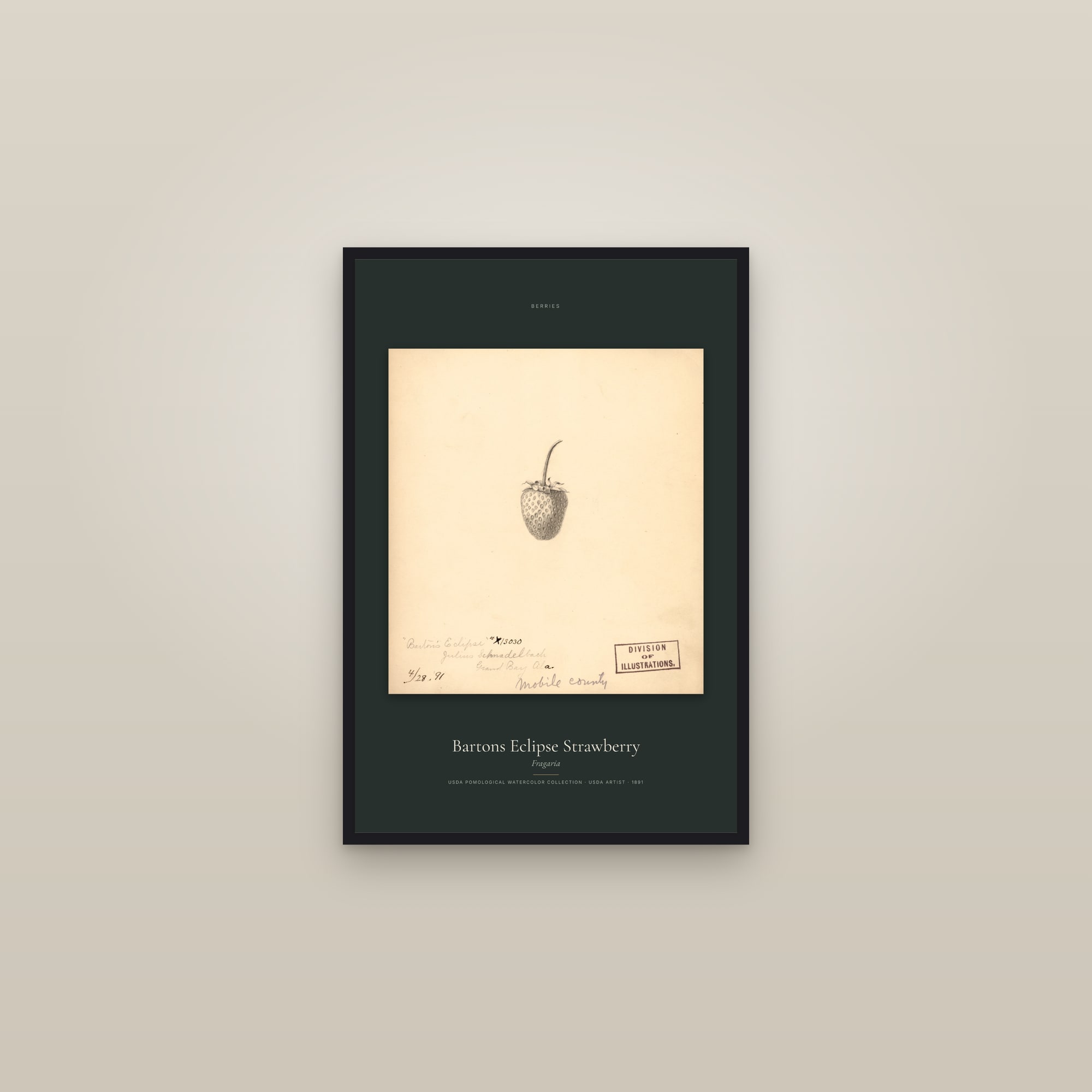 Bartons Eclipse Strawberry — Specimen — framed in a gallery setting
