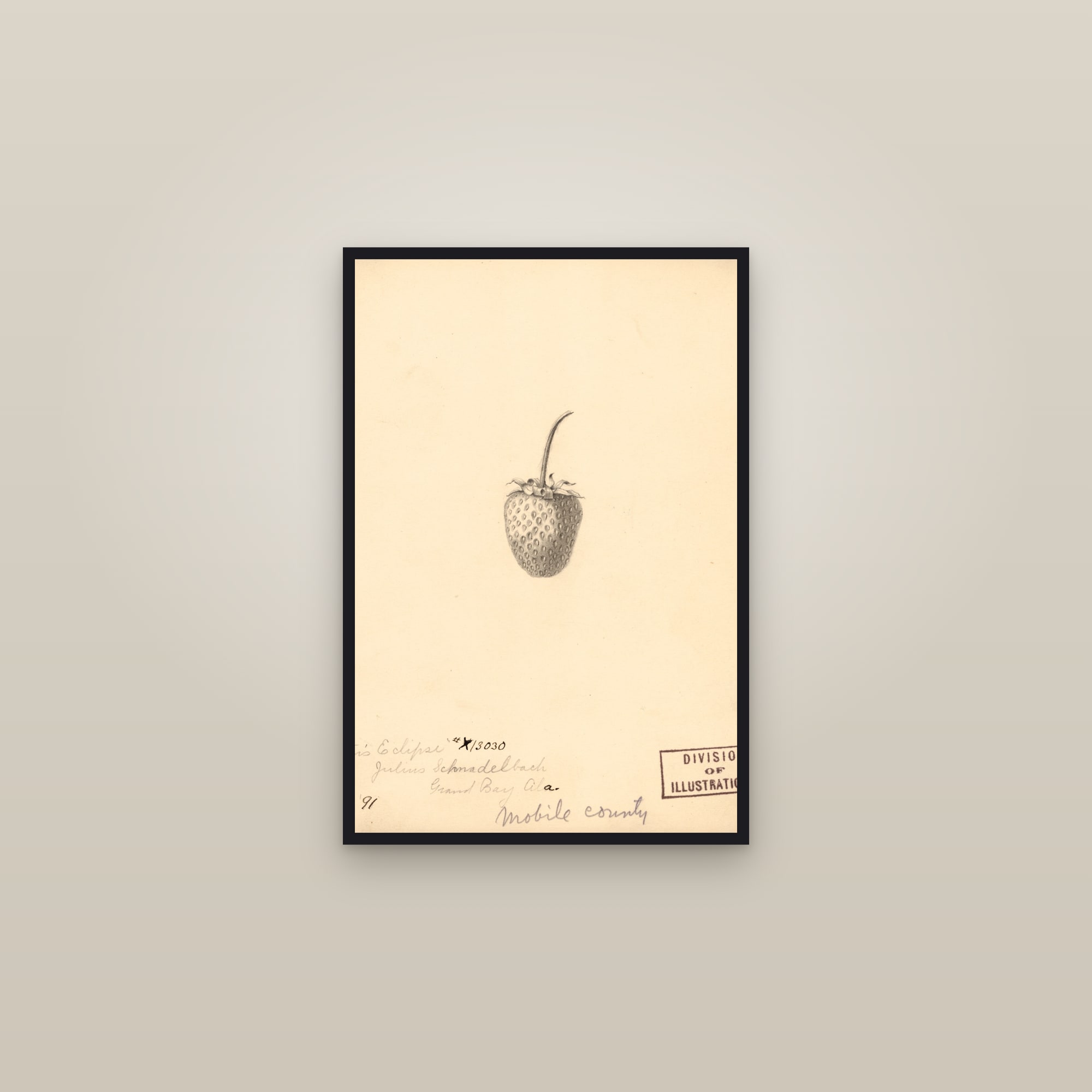 Bartons Eclipse Strawberry — framed in a gallery setting