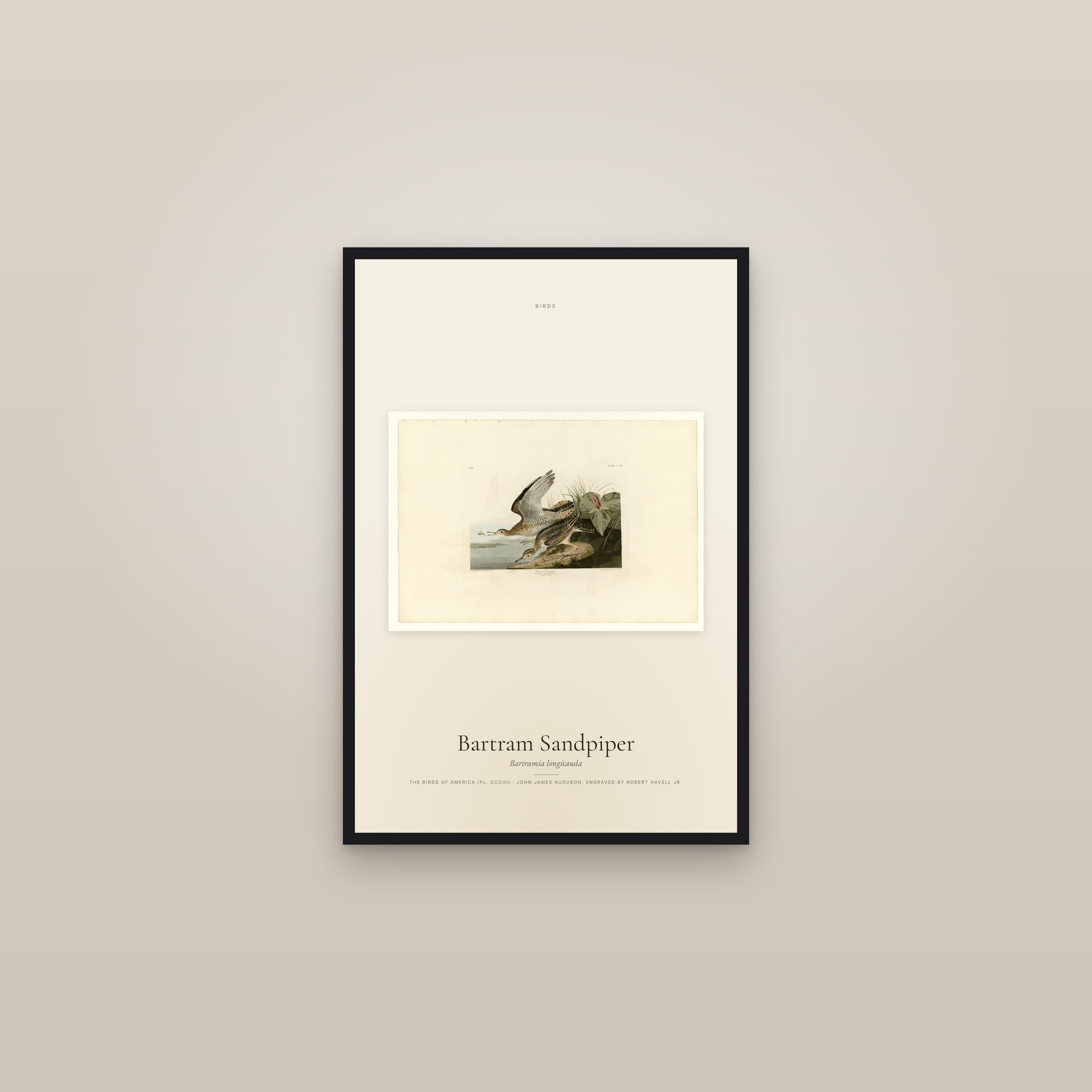 Bartram Sandpiper — framed in a gallery setting