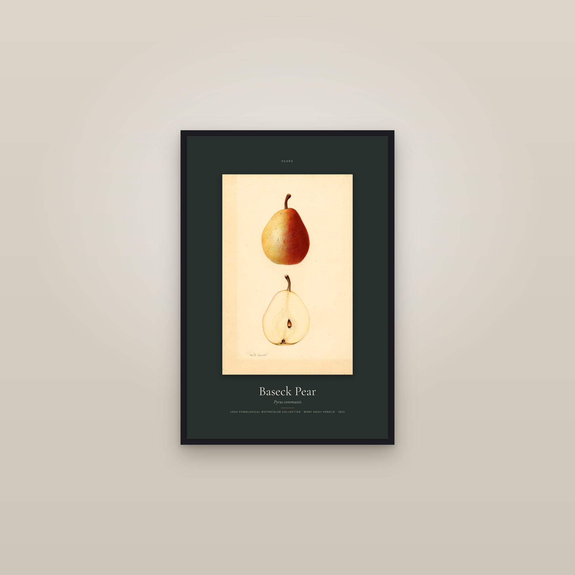 Baseck Pear — Specimen — framed in a gallery setting