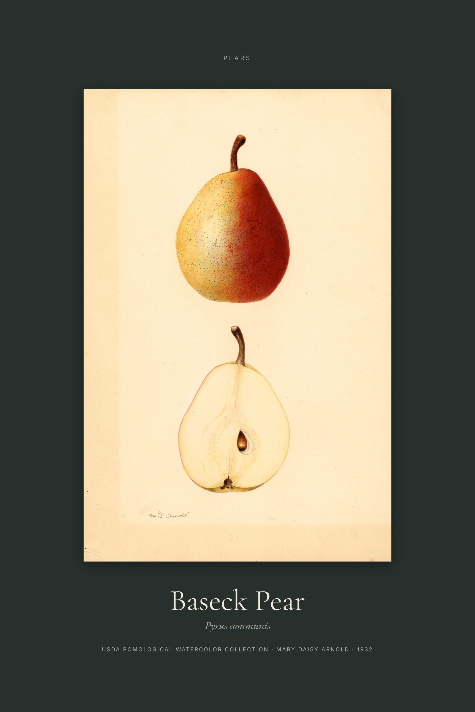Baseck Pear — Specimen