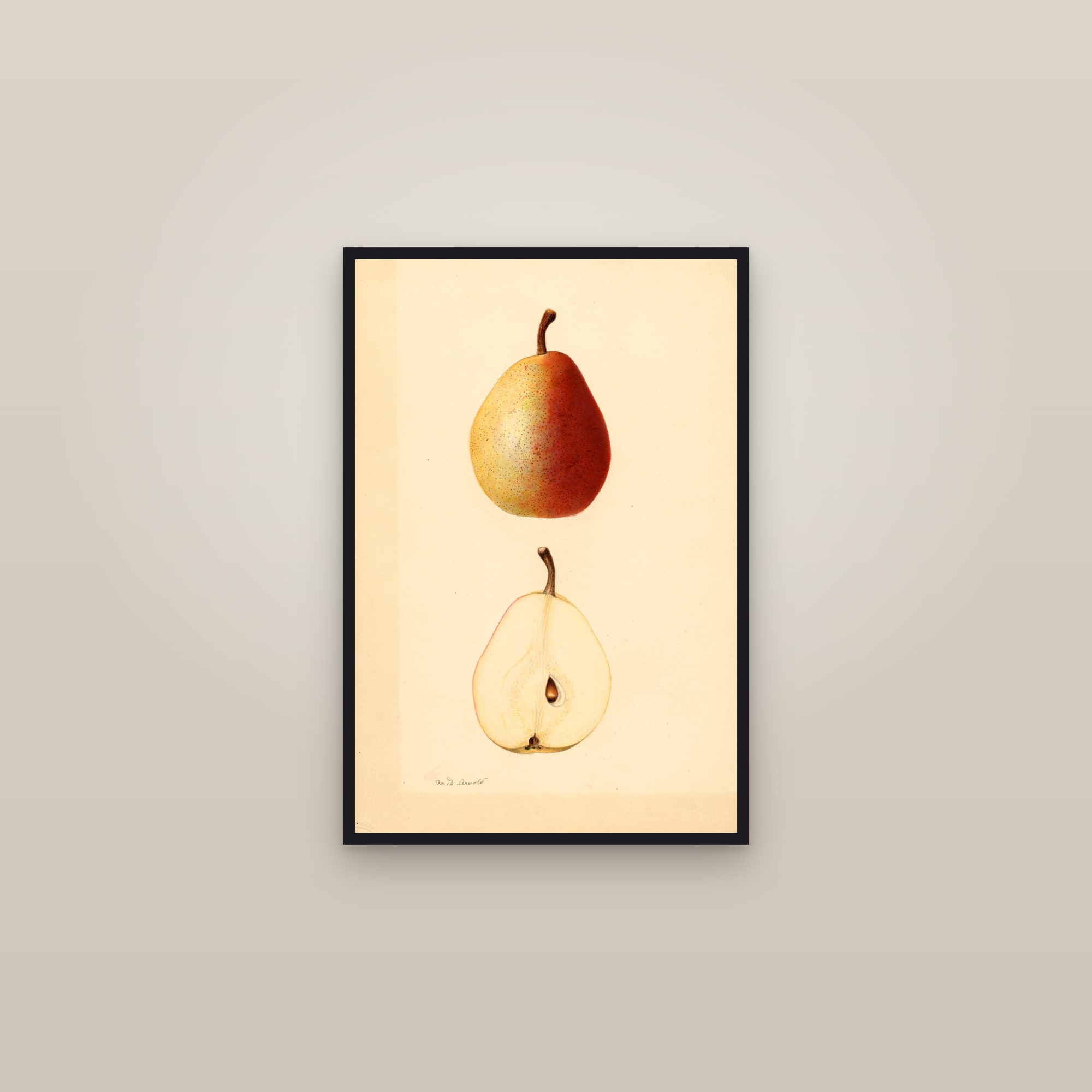 Baseck Pear — framed in a gallery setting