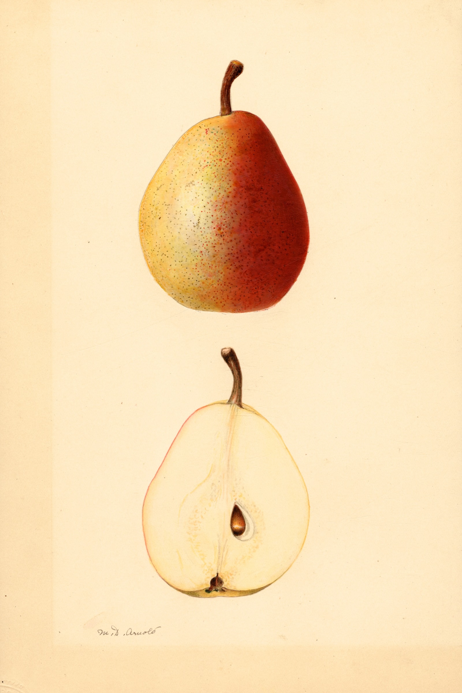 Baseck Pear