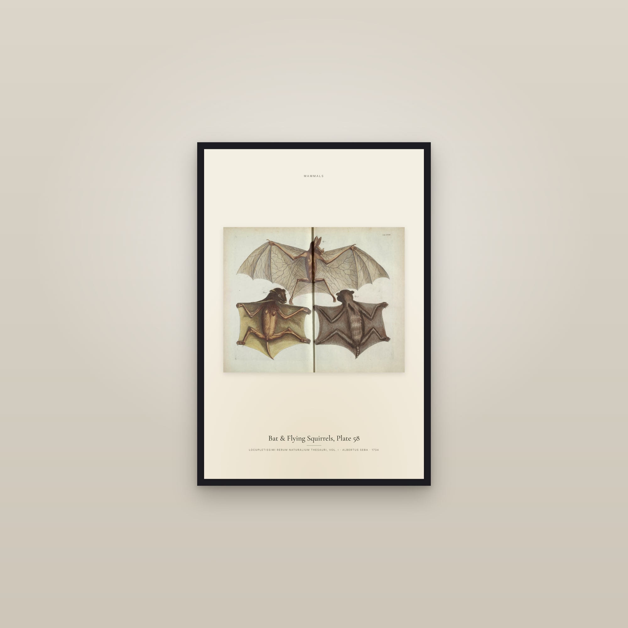 Bat & Flying Squirrels, Plate 58 — framed in a gallery setting