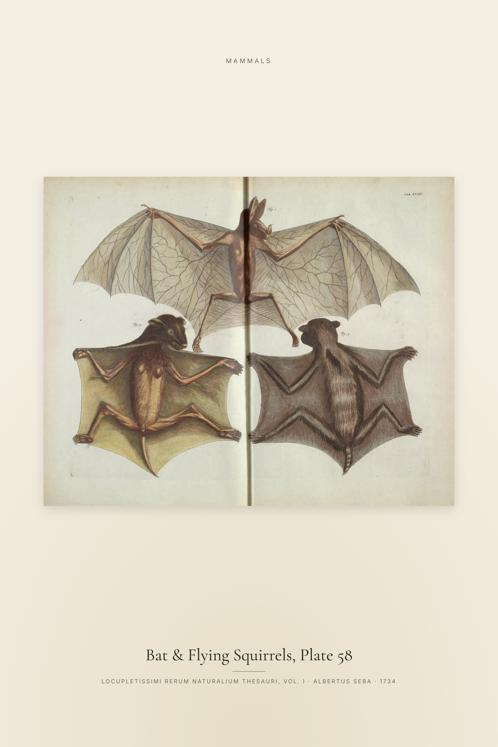 Bat & Flying Squirrels, Plate 58
