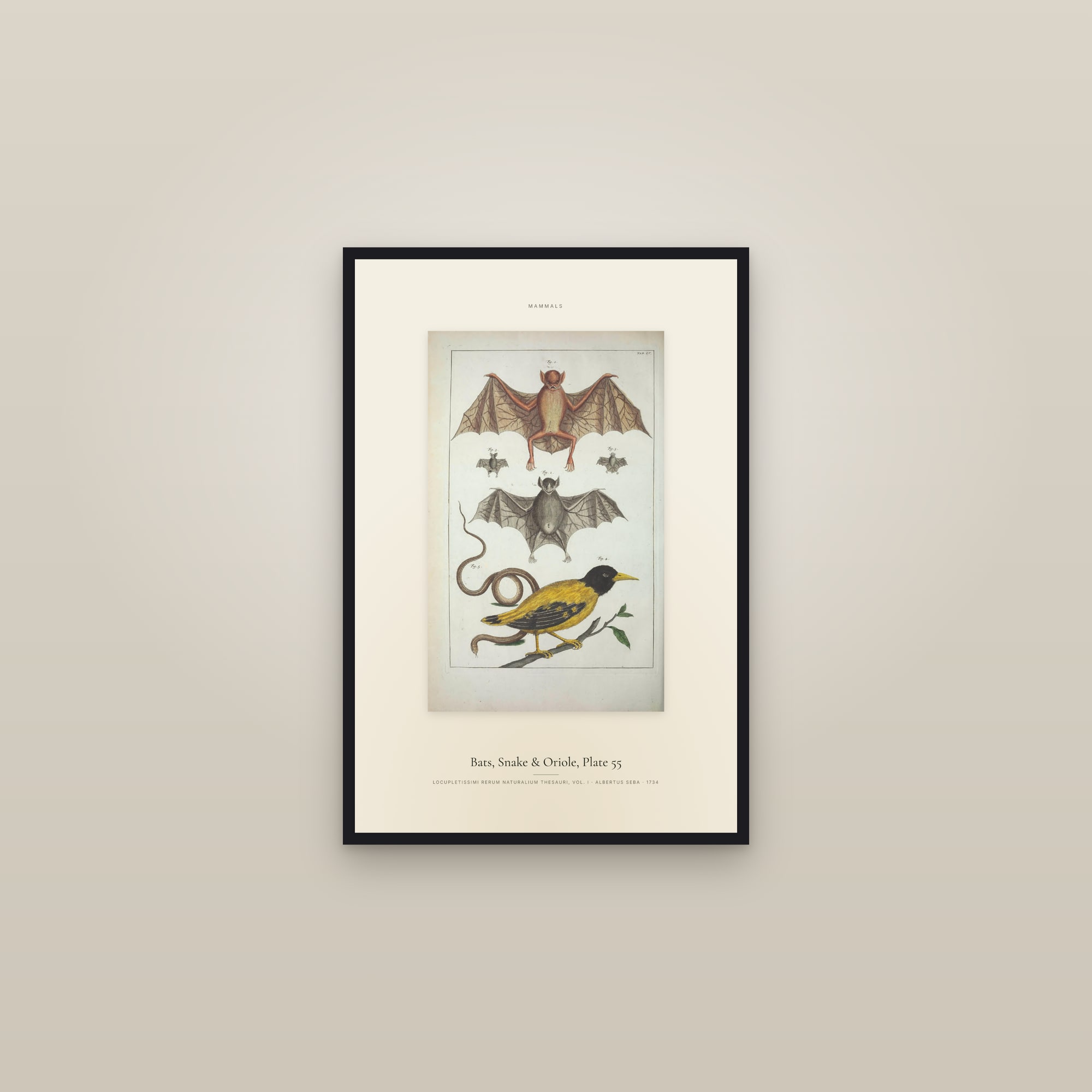 Bats, Snake & Oriole, Plate 55 — Specimen — framed in a gallery setting